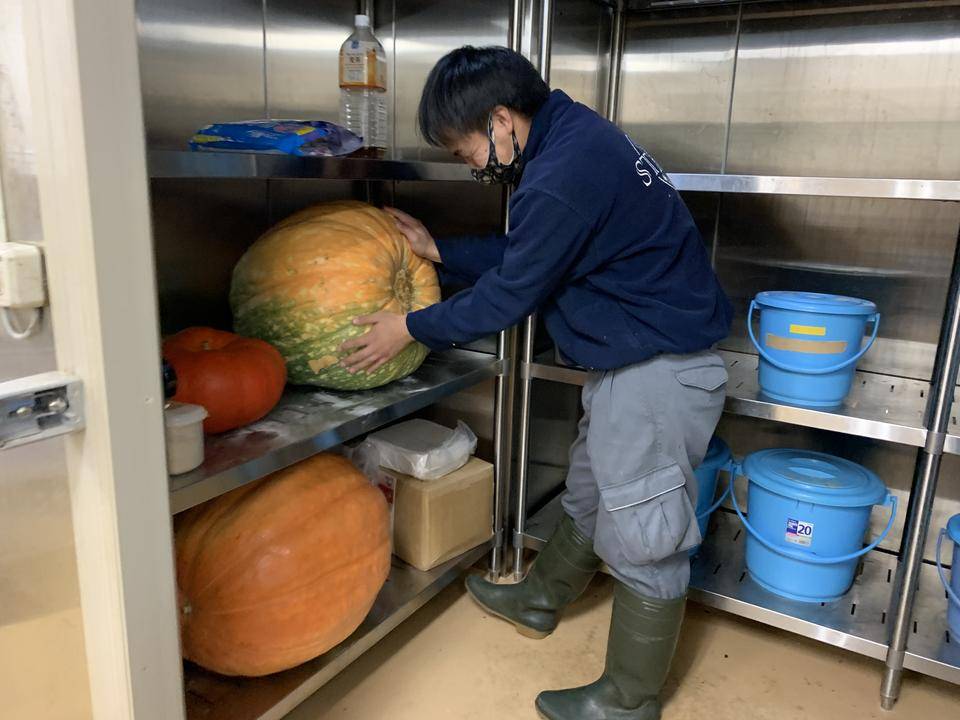 カボチャを見つめる飼育員.jpg