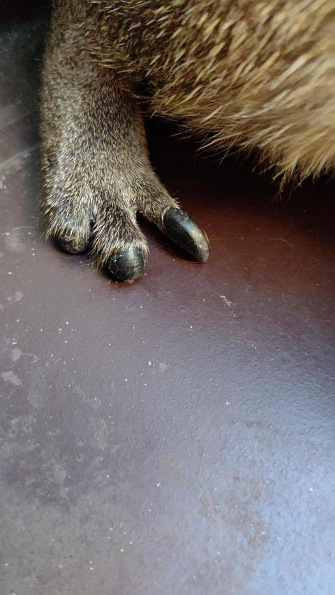 後足 正面②.jpg