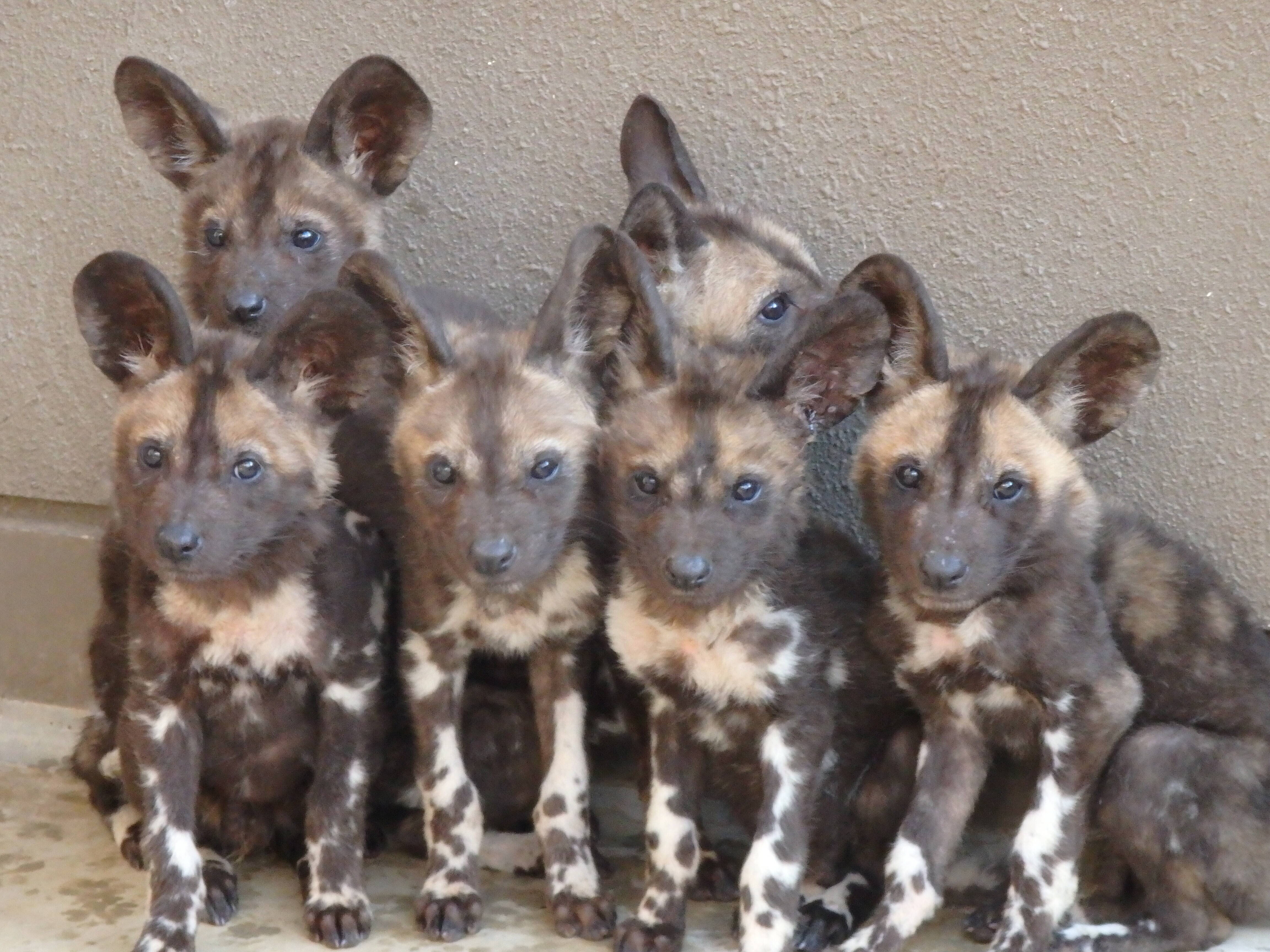 生後90日 4×5の子 10.20生まれ.jpg