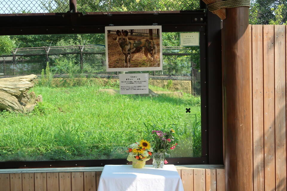 IMG_5627 2018タフィー死亡.jpg