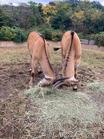 左ミル 右タビー 3.jpg