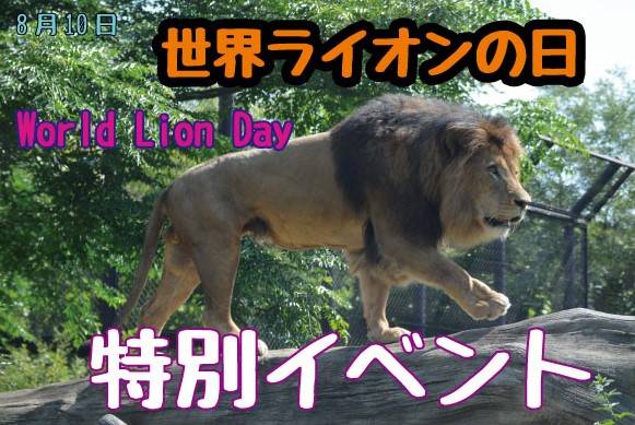 世界ライオンの日サムネイル.jpg