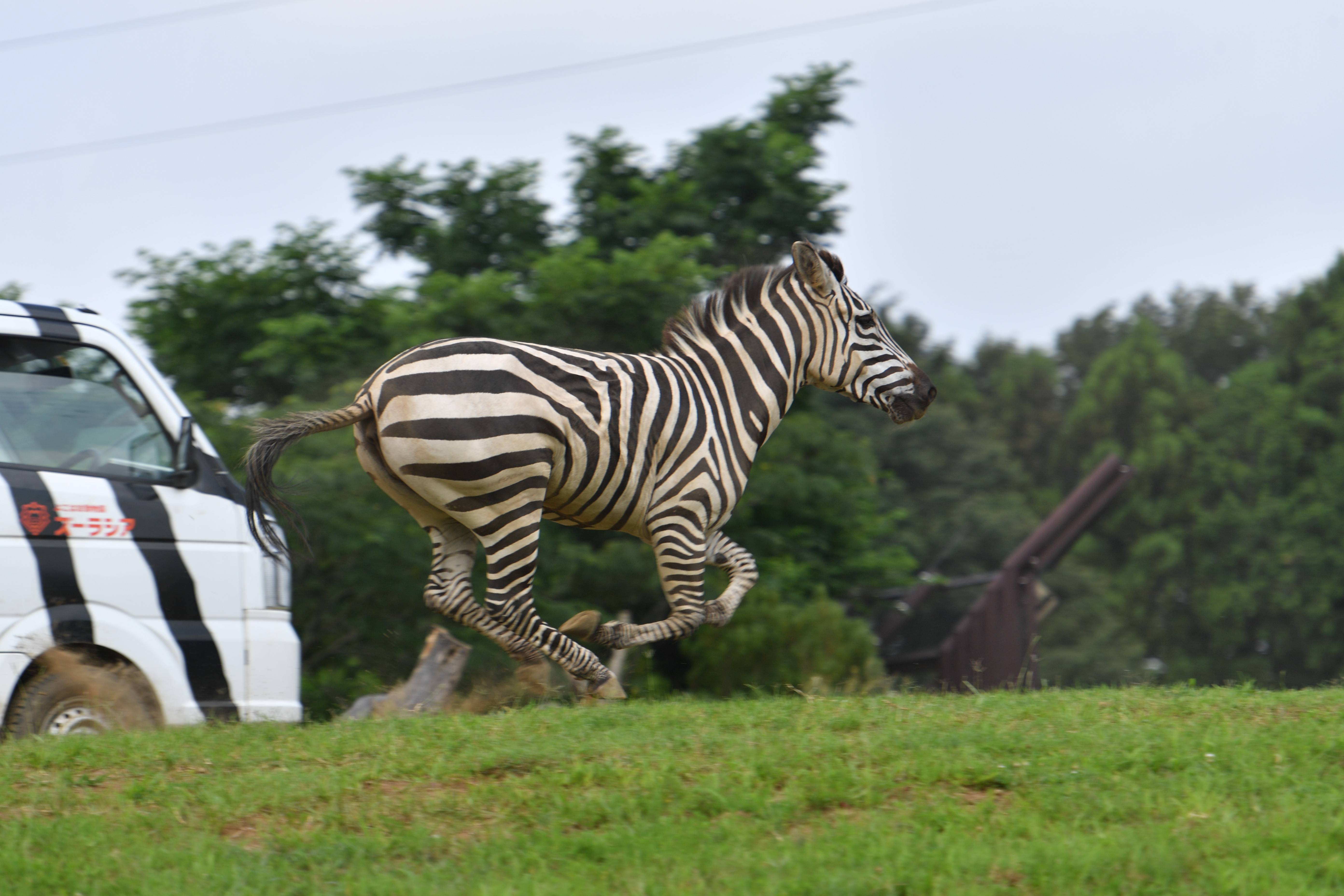 シマウマの行動をご紹介 アフリカのサバンナ ズーラシア よこはま動物園ズーラシア公式サイト 公益財団法人 横浜市緑の協会 シマウマの行動をご紹介 アフリカのサバンナ ズーラシア よこはま動物園ズーラシア公式サイト 公益財団法人 横浜市緑の協会