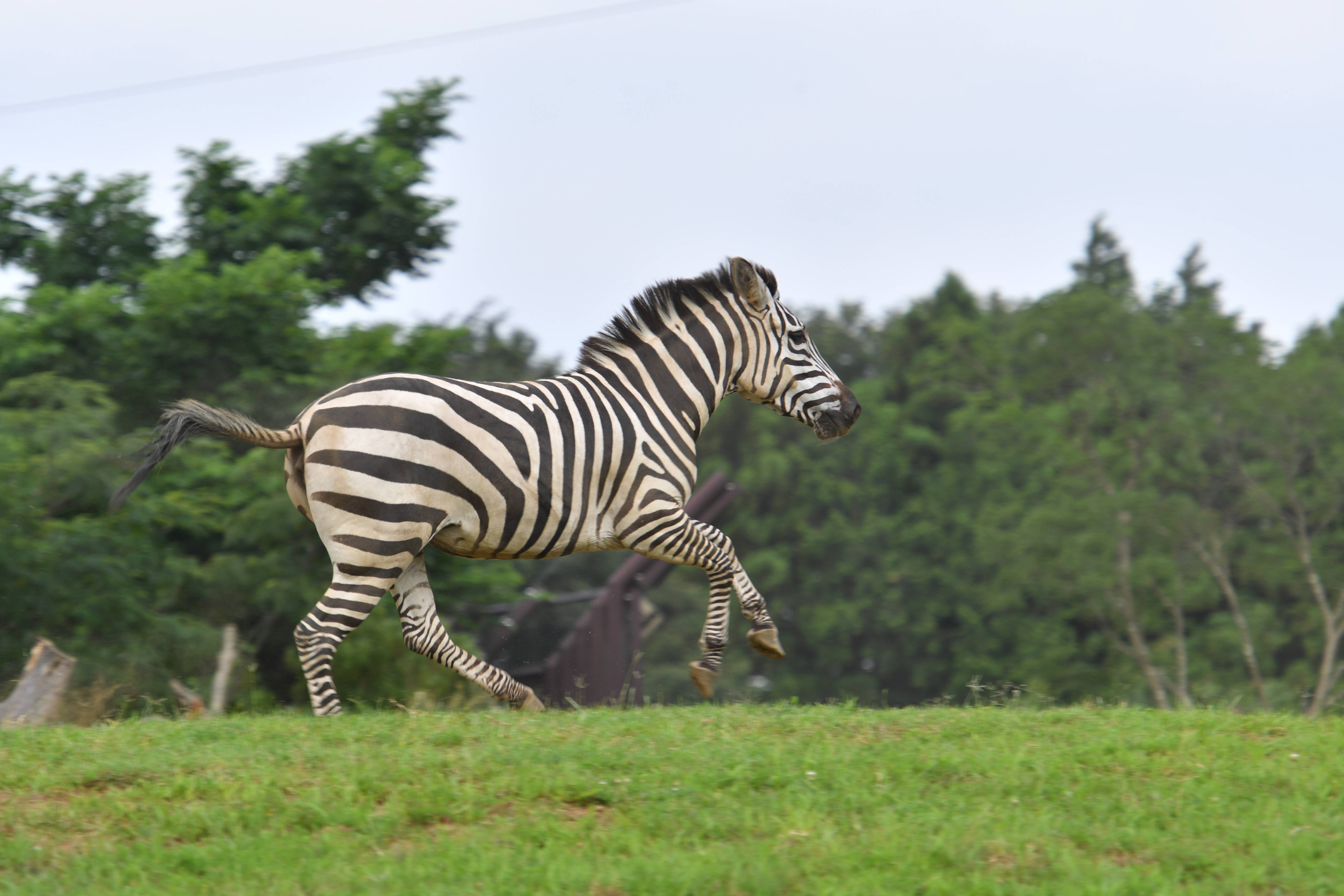 シマウマの行動をご紹介 アフリカのサバンナ ズーラシア よこはま動物園ズーラシア公式サイト 公益財団法人 横浜市緑の協会