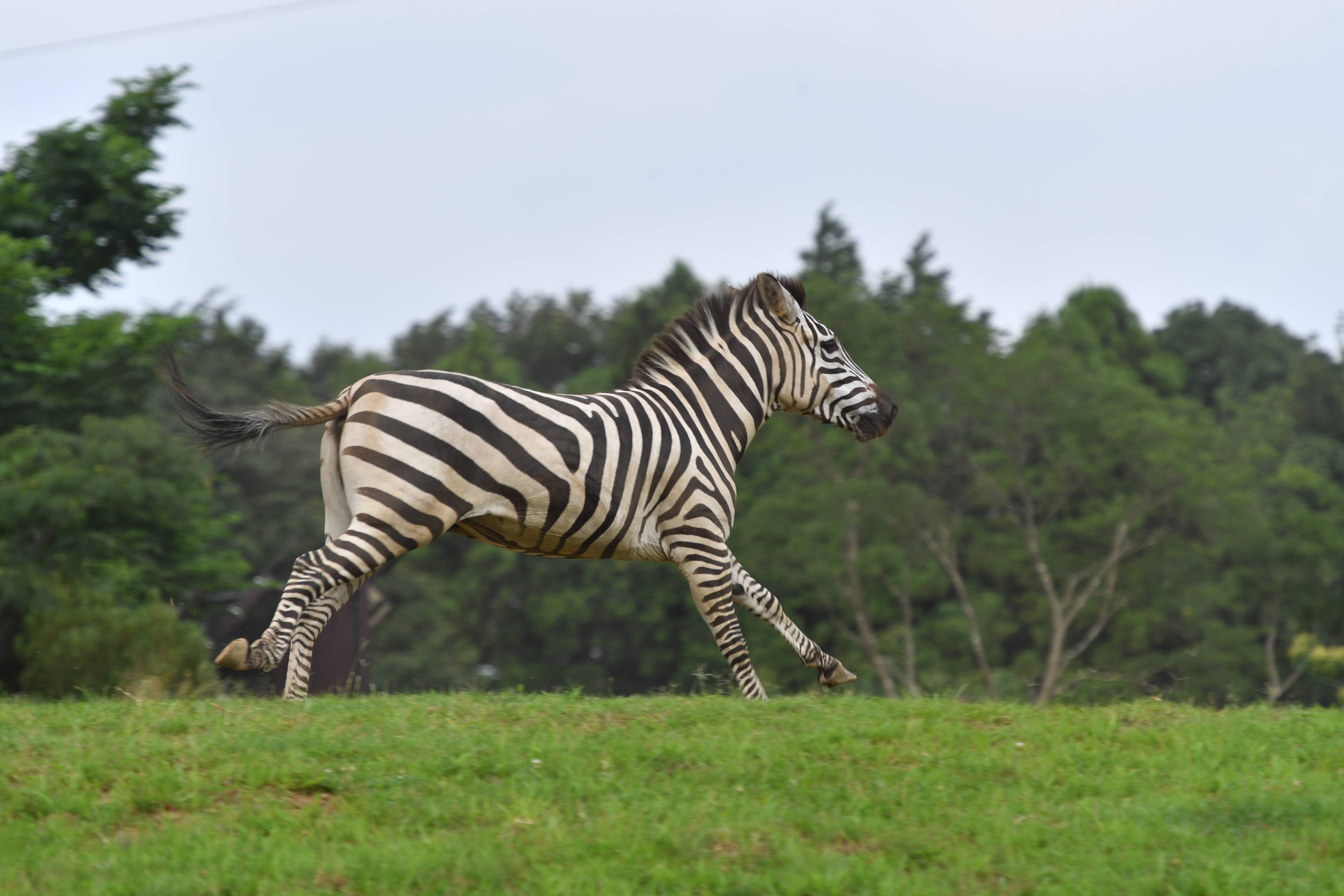 シマウマの行動をご紹介 アフリカのサバンナ ズーラシア よこはま動物園ズーラシア公式サイト 公益財団法人 横浜市緑の協会 シマウマの行動をご紹介 アフリカのサバンナ ズーラシア よこはま動物園ズーラシア公式サイト 公益財団法人 横浜市緑の協会