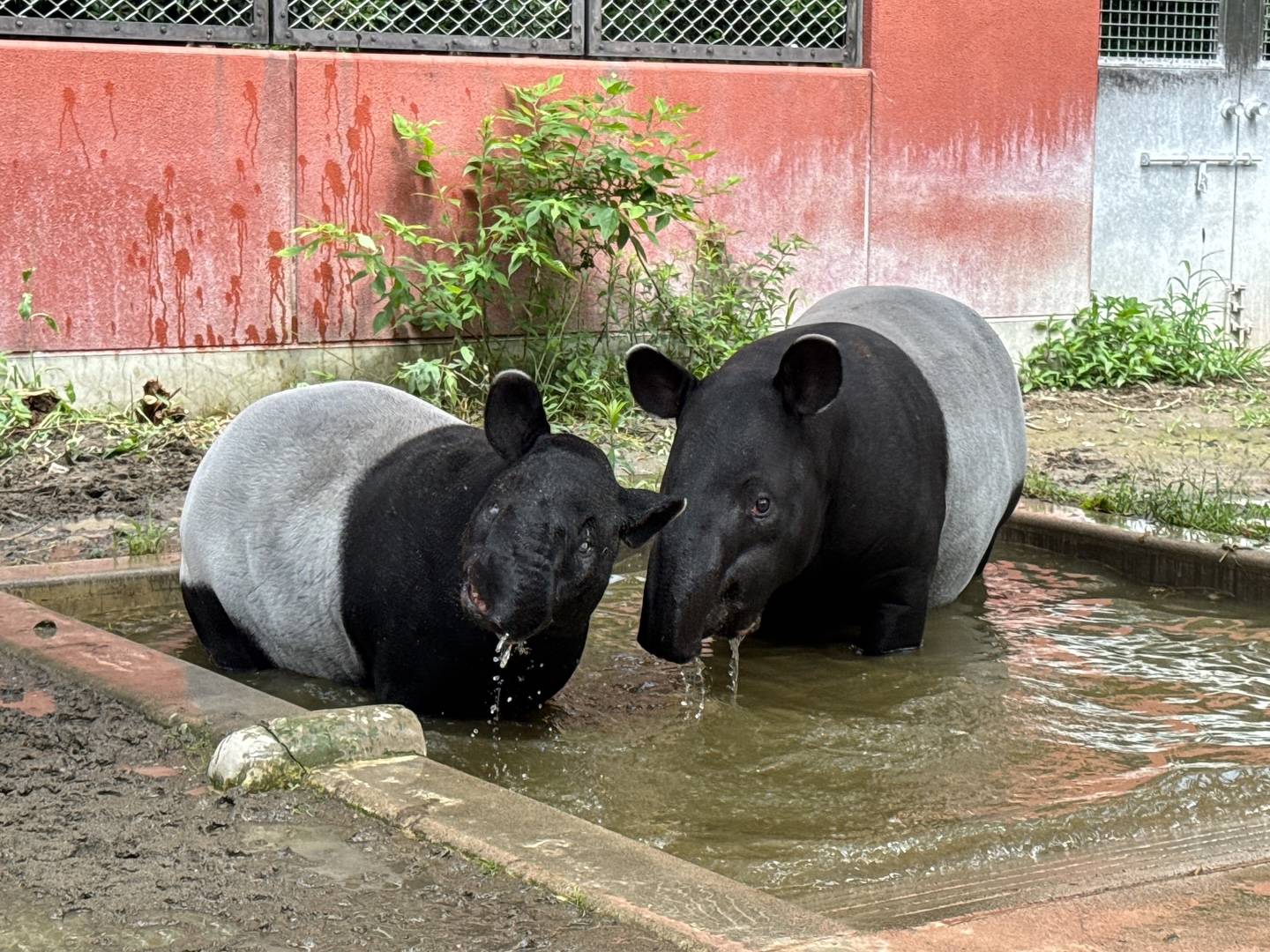同居ブレ＆ハイジ.jpg