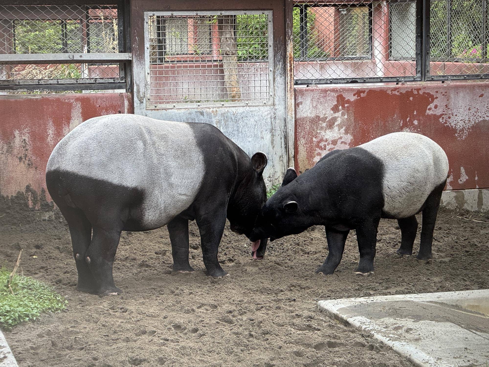 ブレ＆ハイジ大きさ比べ.jpg