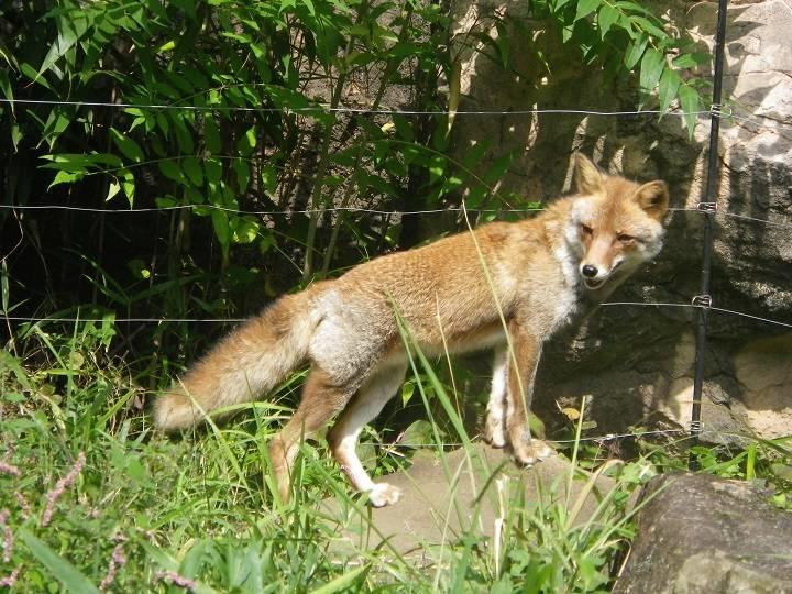 ホンドギツネ 日本の山里 動物紹介 よこはま動物園ズーラシア公式サイト 公益財団法人 横浜市緑の協会
