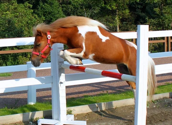 ウマ ぱかぱか広場 動物紹介 よこはま動物園ズーラシア公式サイト 公益財団法人 横浜市緑の協会