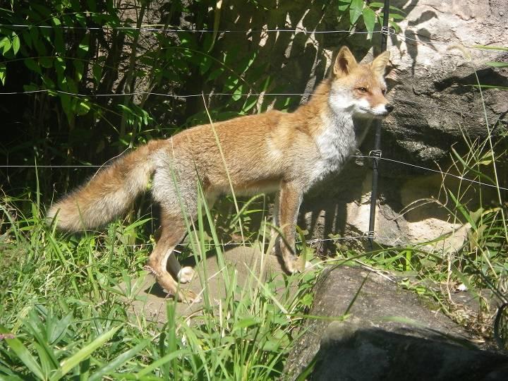 ホンドギツネ 日本の山里 動物紹介 よこはま動物園ズーラシア公式サイト 公益財団法人 横浜市緑の協会
