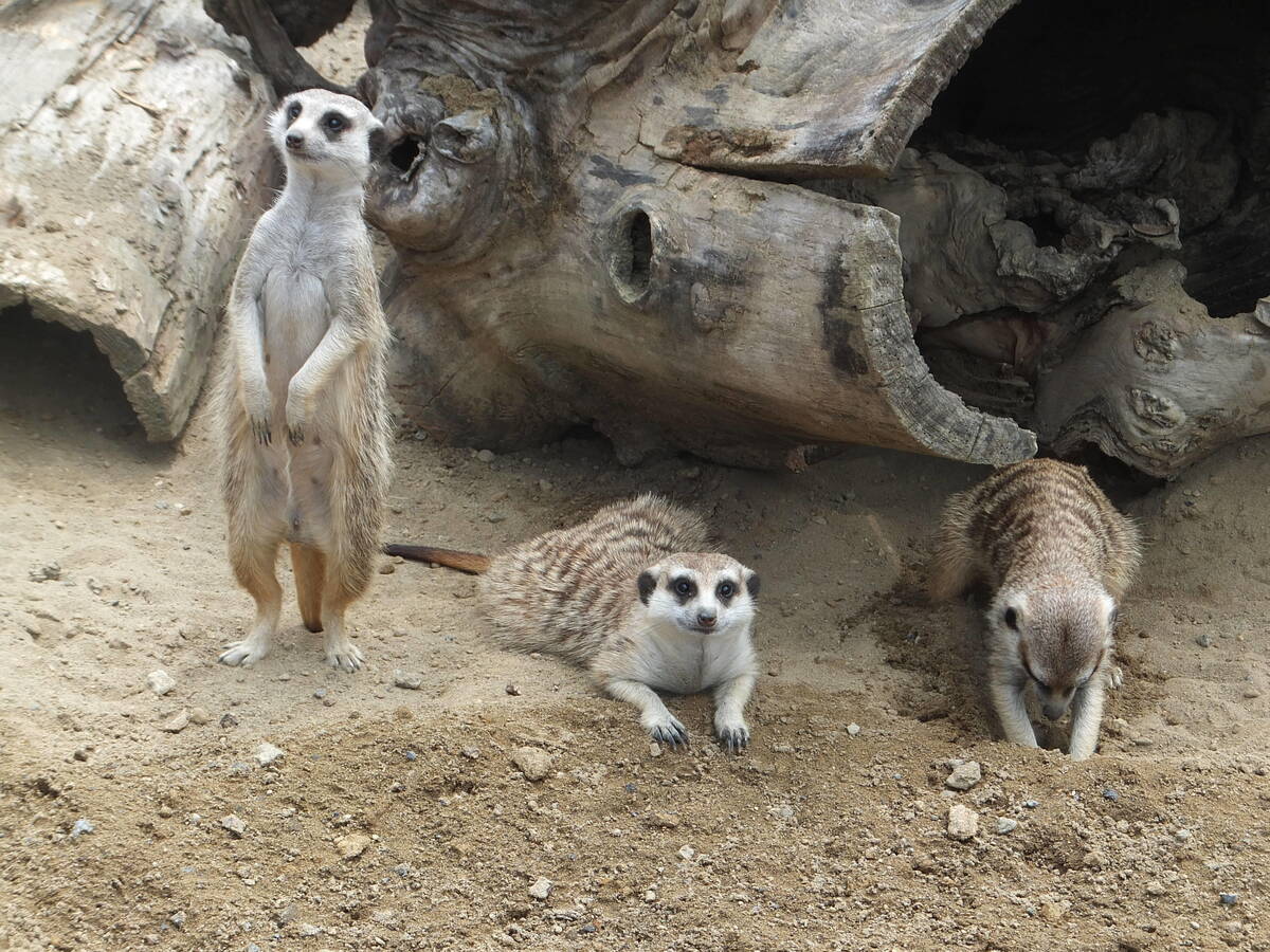 ミーアキャット アフリカのサバンナ 動物紹介 よこはま動物園ズーラシア公式サイト 公益財団法人 横浜市緑の協会 ミーアキャット アフリカのサバンナ 動物紹介 よこはま動物園ズーラシア公式サイト 公益財団法人 横浜市緑の協会