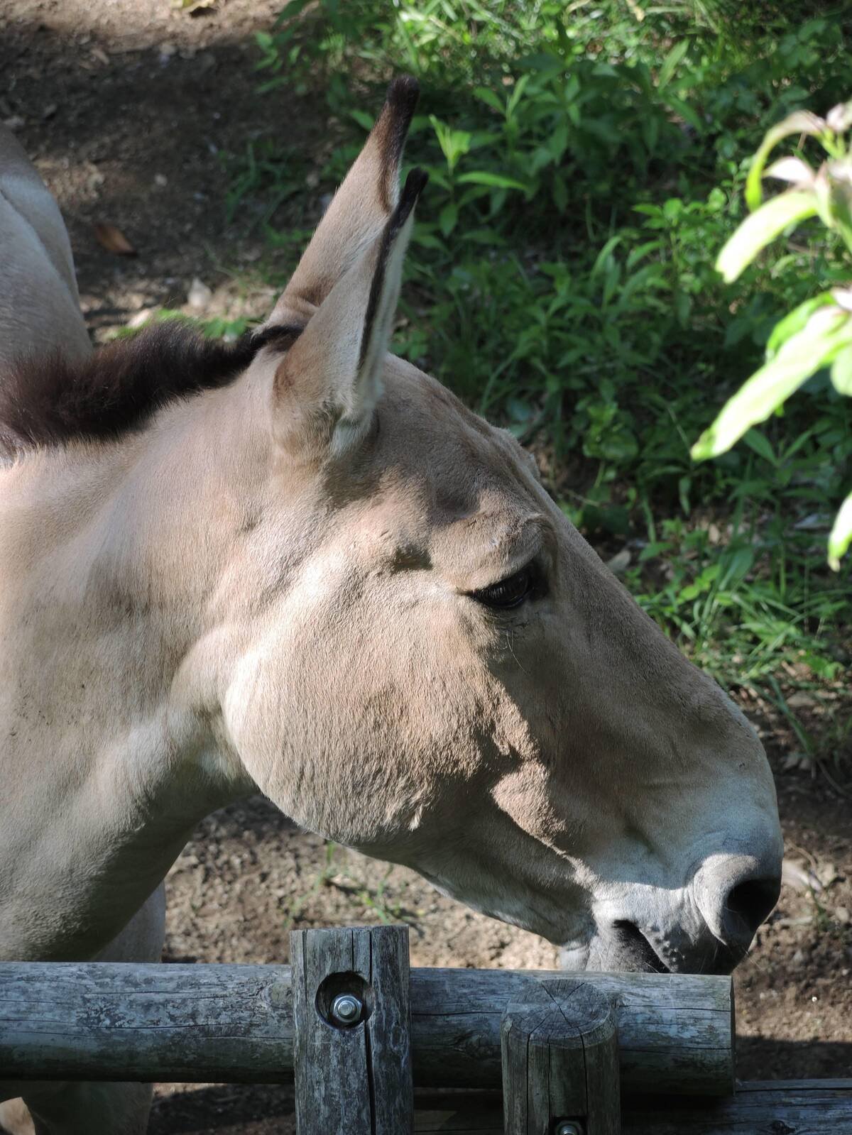 モウコノロバ 中央アジアの高地 動物紹介 よこはま動物園ズーラシア公式サイト 公益財団法人 横浜市緑の協会