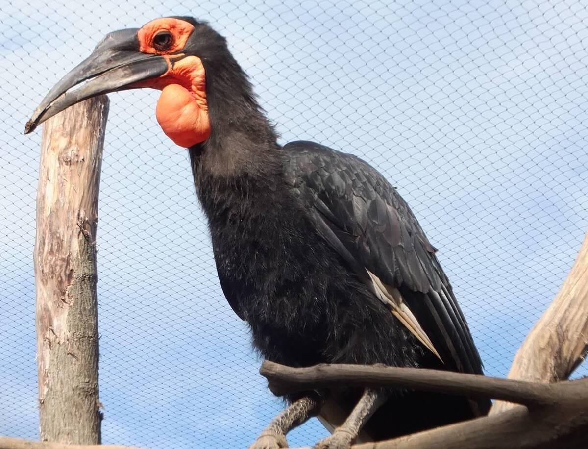 ミナミジサイチョウ アフリカのサバンナ 動物紹介 よこはま動物園ズーラシア公式サイト 公益財団法人 横浜市緑の協会 ミナミジサイチョウ アフリカのサバンナ 動物紹介 よこはま動物園ズーラシア公式サイト 公益財団法人 横浜市緑の協会