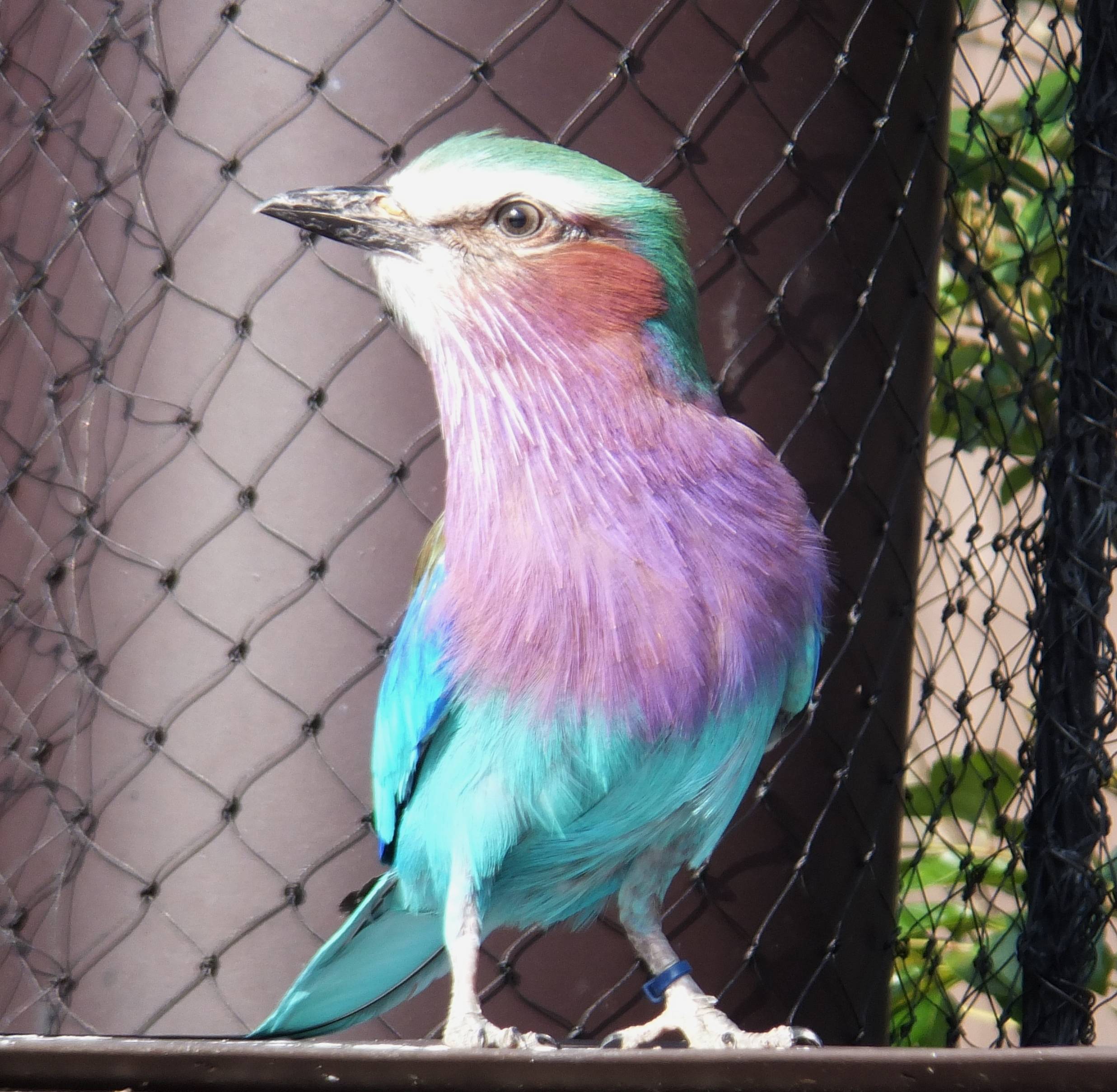 ライラックニシブッポウソウ アフリカのサバンナ 動物紹介 よこはま動物園ズーラシア公式サイト 公益財団法人 横浜市緑の協会