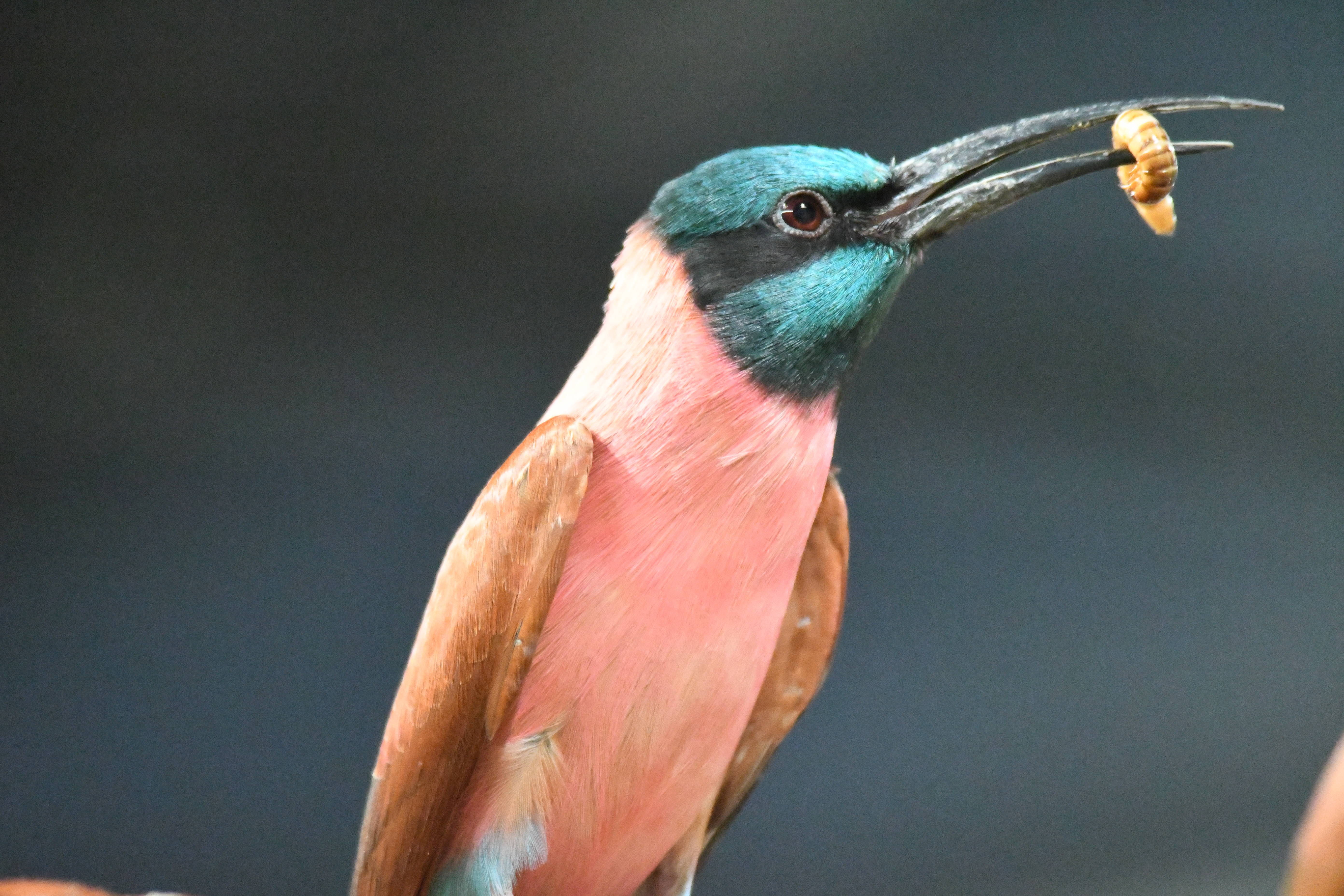 ベニハチクイ|アフリカのサバンナ|動物紹介 よこはま動物園ズーラシア