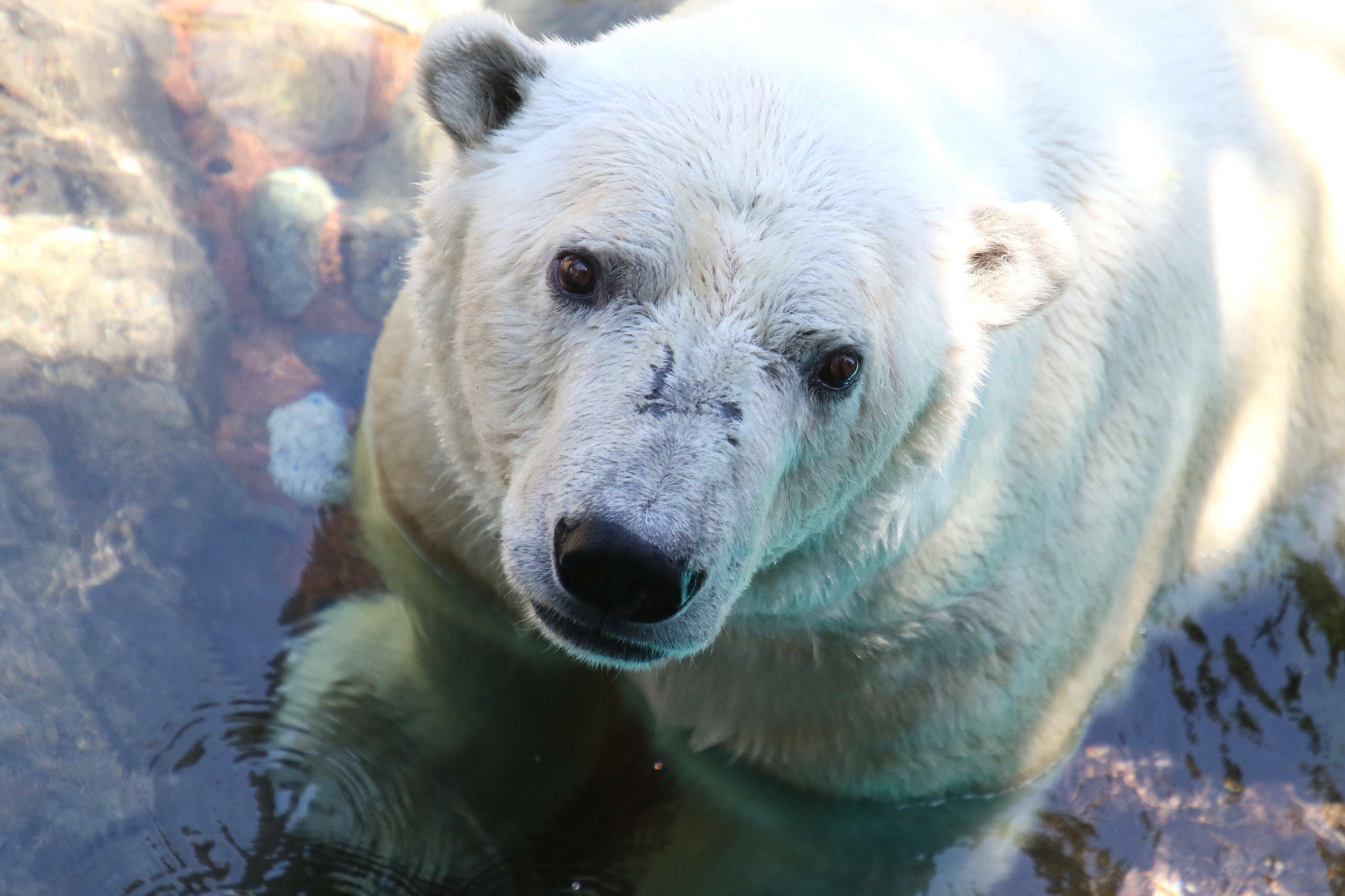 ホッキョクグマ 亜寒帯の森 動物紹介 よこはま動物園ズーラシア公式サイト 公益財団法人 横浜市緑の協会 ホッキョクグマ 亜寒帯の森 動物紹介 よこはま動物園ズーラシア公式サイト 公益財団法人 横浜市緑の協会