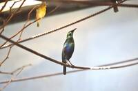 セイキムクドリ アフリカのサバンナ 動物紹介 よこはま動物園ズーラシア公式サイト 公益財団法人 横浜市緑の協会