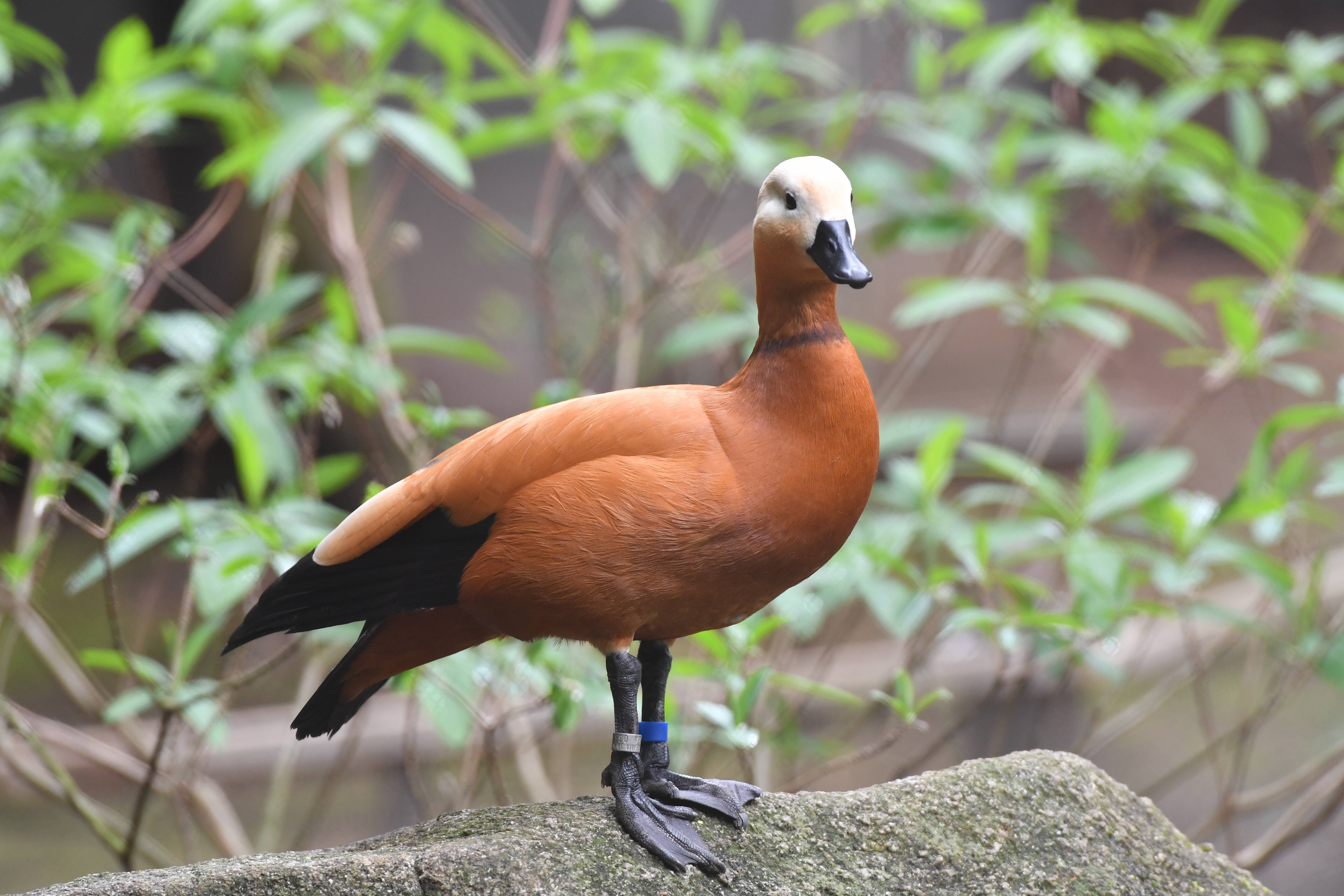 アカツクシガモ 亜寒帯の森 動物紹介 よこはま動物園ズーラシア公式サイト 公益財団法人 横浜市緑の協会
