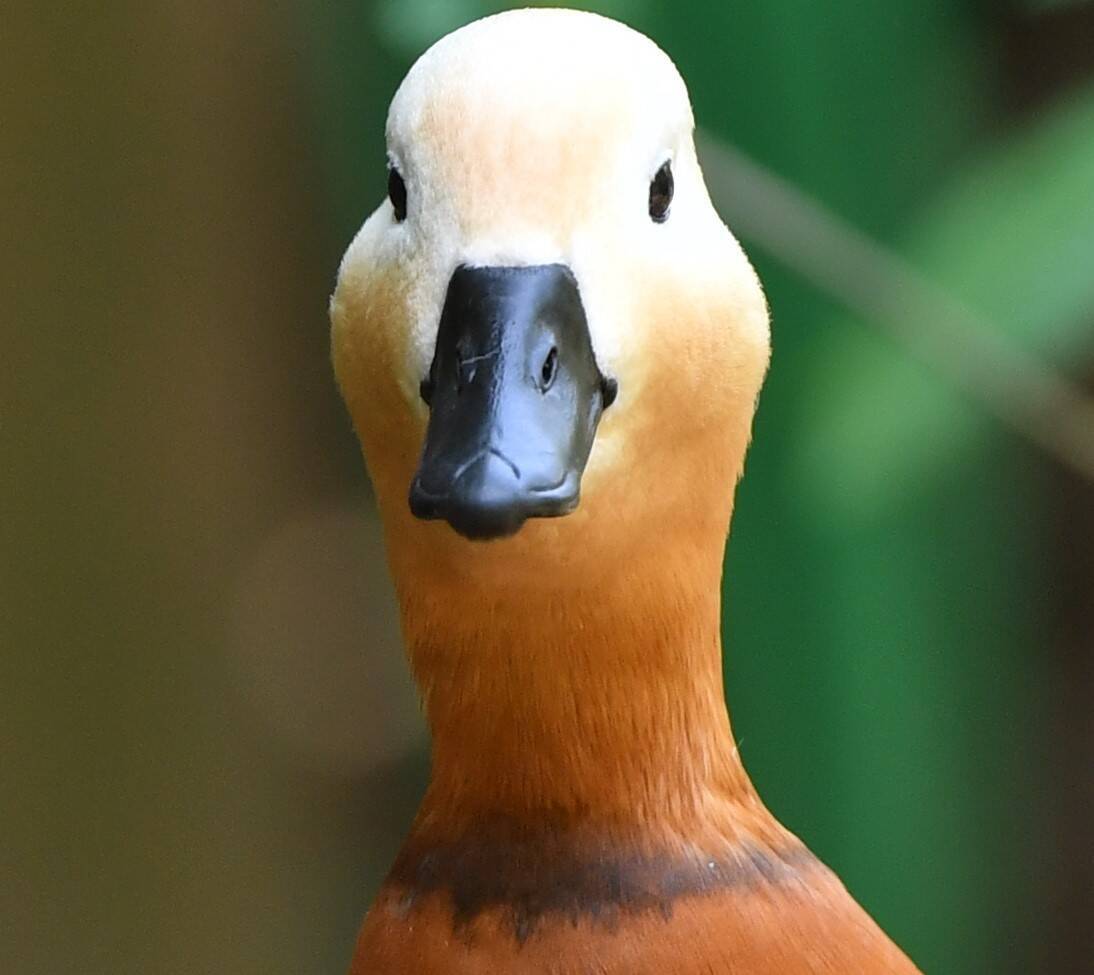 アカツクシガモ|亜寒帯の森|動物紹介 よこはま動物園ズーラシア公式