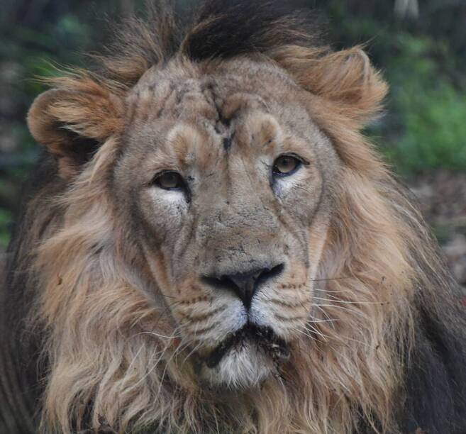 インドライオン アジアの熱帯林 動物紹介 よこはま動物園ズーラシア公式サイト 公益財団法人 横浜市緑の協会