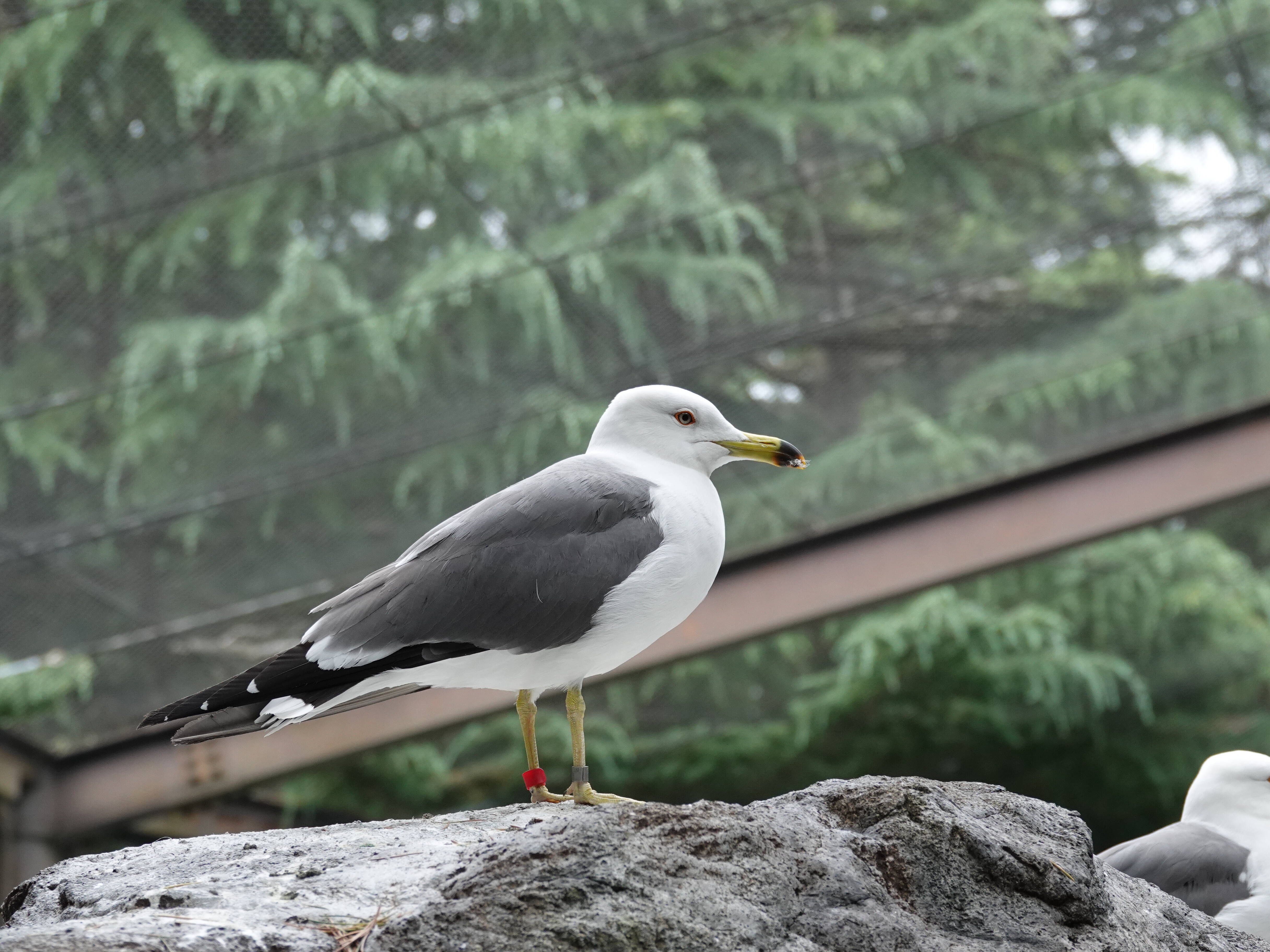 ウミネコ 亜寒帯の森 動物紹介 よこはま動物園ズーラシア公式サイト 公益財団法人 横浜市緑の協会 ウミネコ 亜寒帯の森 動物紹介 よこはま動物園ズーラシア公式サイト 公益財団法人 横浜市緑の協会