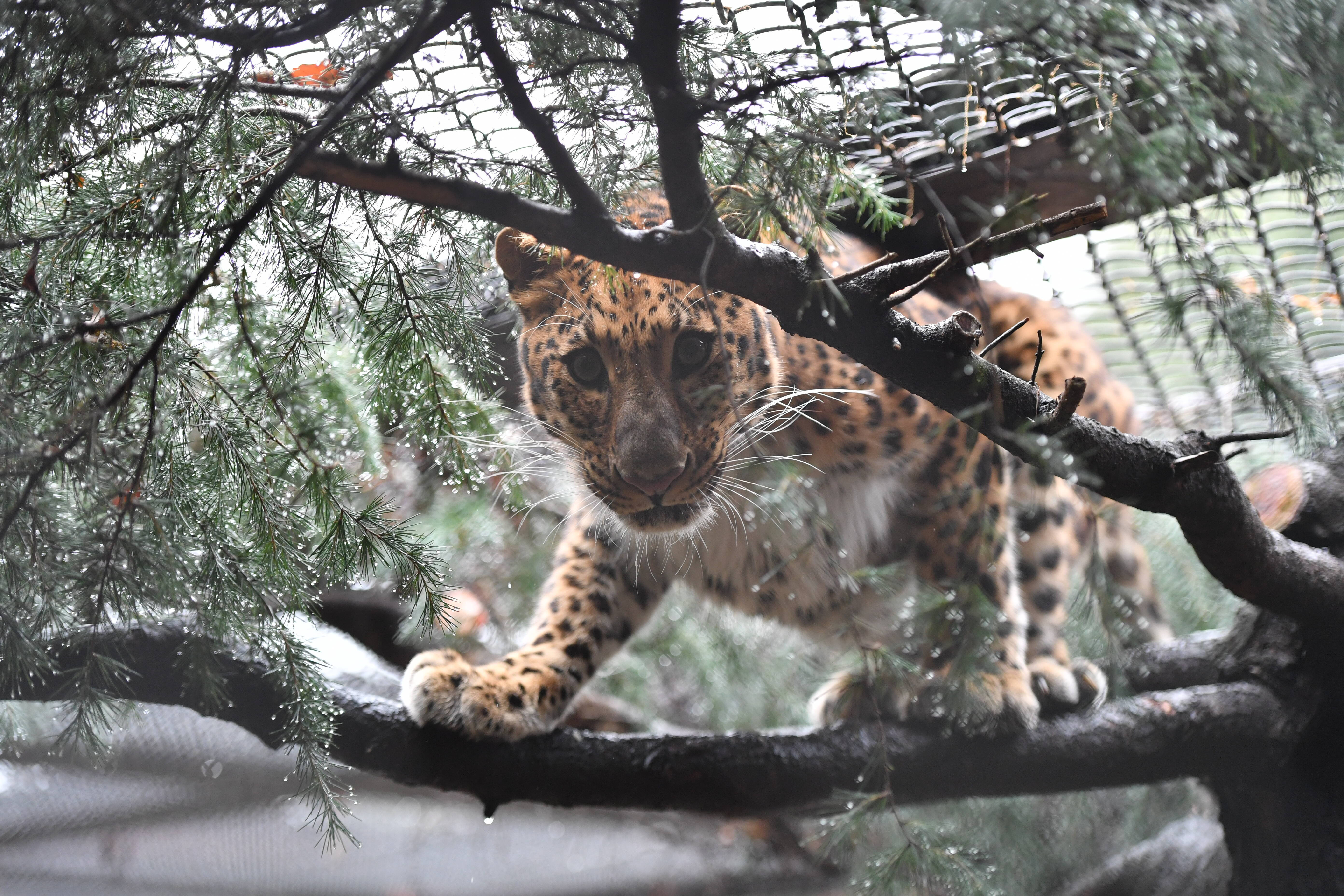 アムールヒョウ 亜寒帯の森 動物紹介 よこはま動物園ズーラシア公式サイト 公益財団法人 横浜市緑の協会