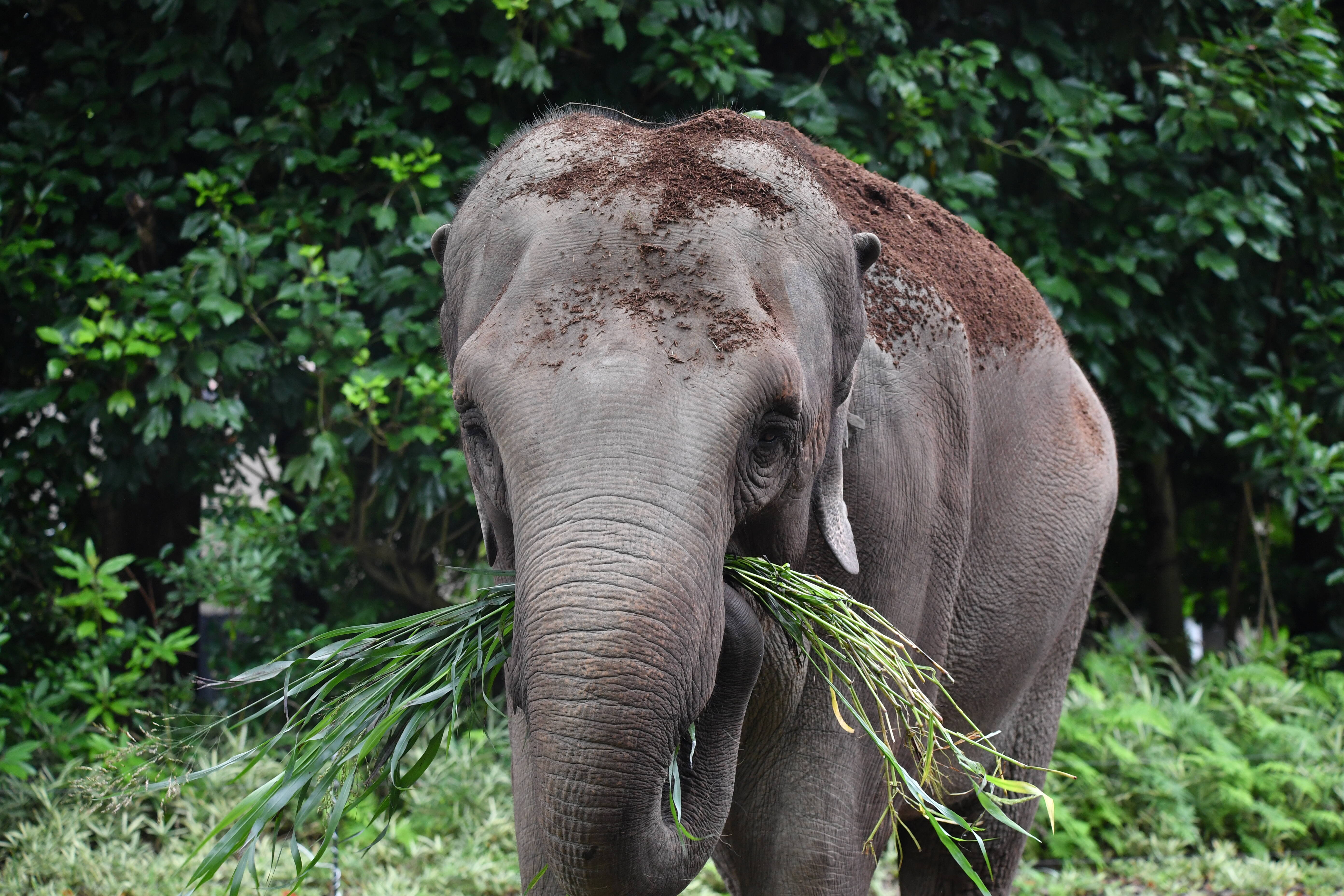 インドゾウ アジアの熱帯林 動物紹介 よこはま動物園ズーラシア公式サイト 公益財団法人 横浜市緑の協会