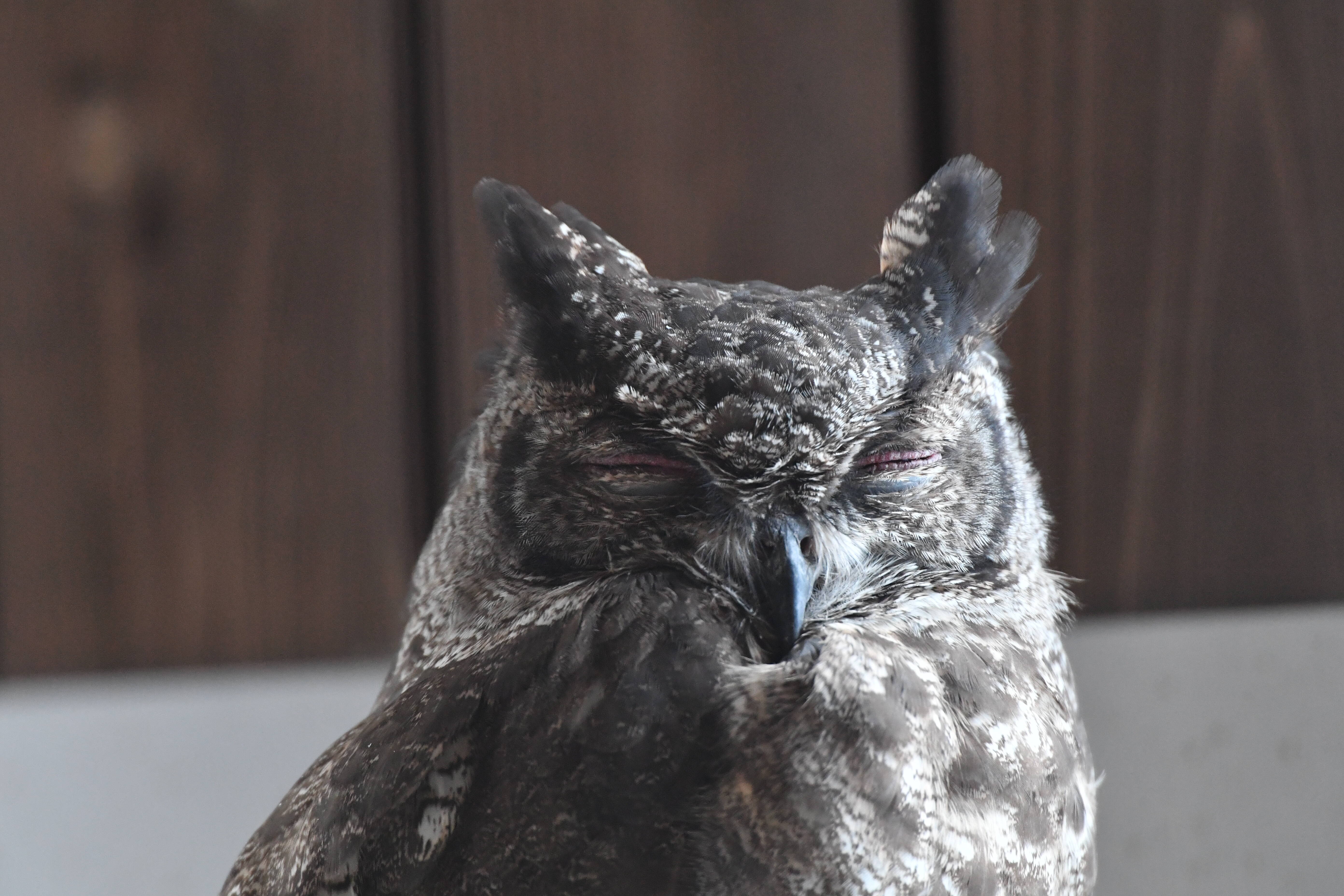 アビシニアンワシミミズク アフリカのサバンナ 動物紹介 よこはま動物園ズーラシア公式サイト 公益財団法人 横浜市緑の協会