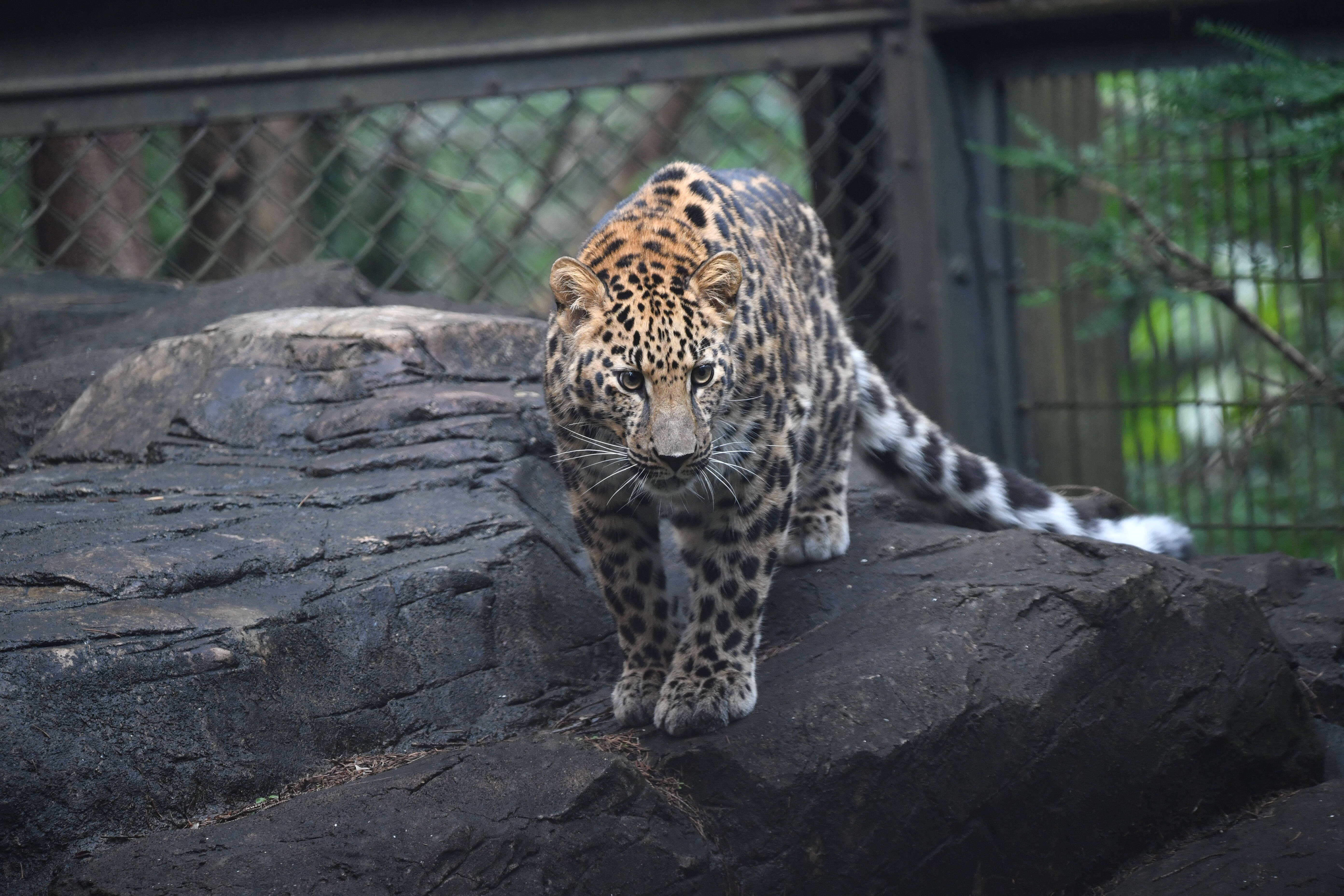 アムールヒョウ 亜寒帯の森 動物紹介 よこはま動物園ズーラシア公式サイト 公益財団法人 横浜市緑の協会