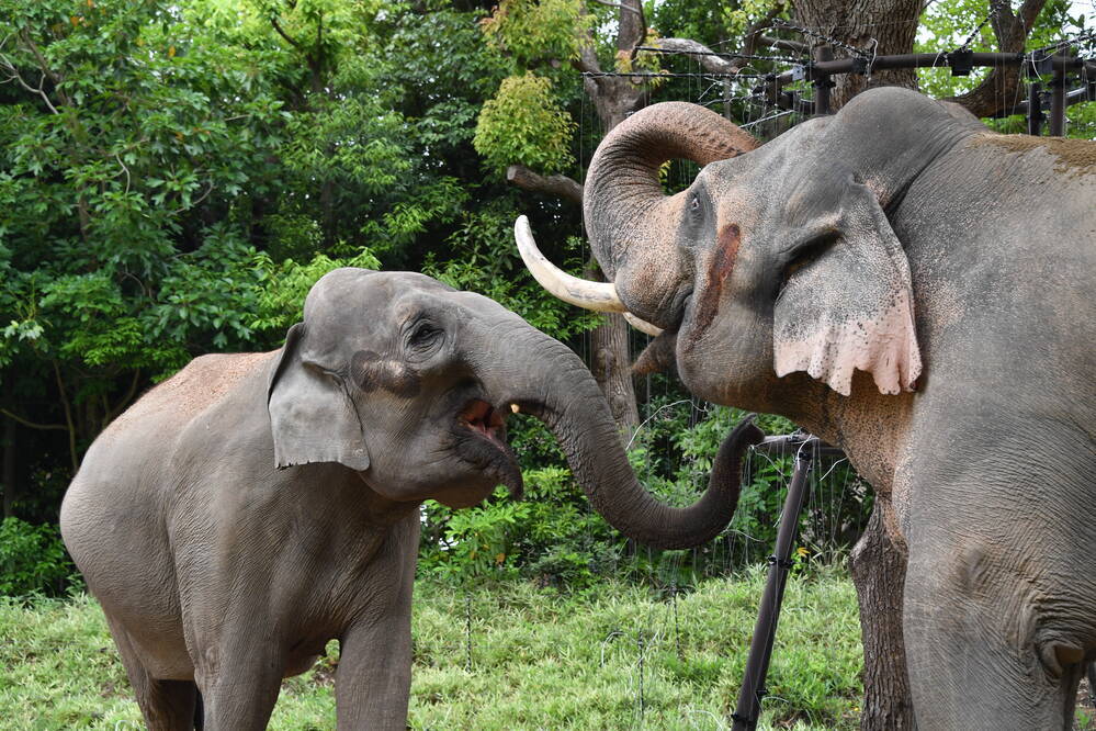 インドゾウ アジアの熱帯林 動物紹介 よこはま動物園ズーラシア公式サイト 公益財団法人 横浜市緑の協会