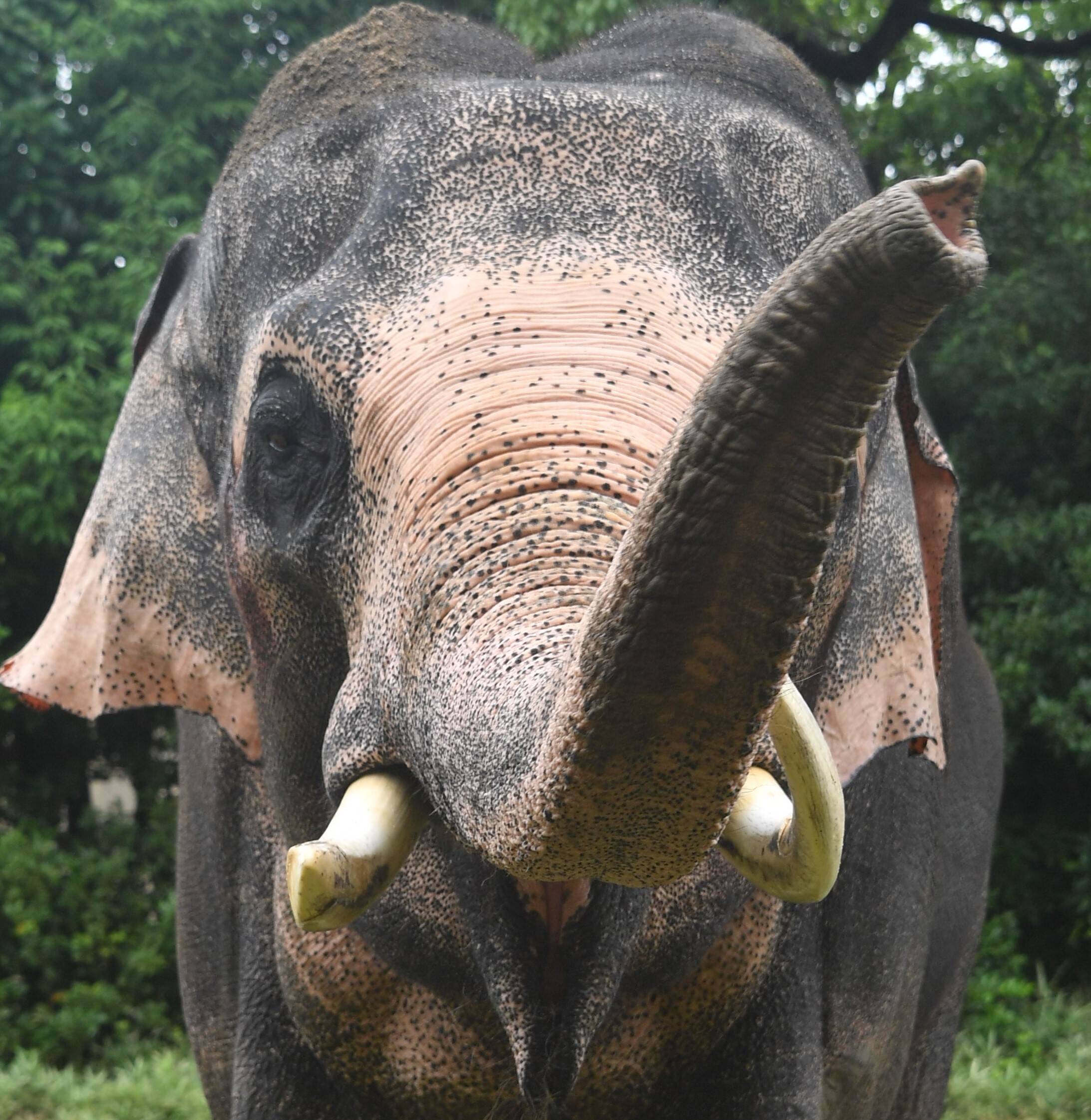 インドゾウ|アジアの熱帯林|動物紹介 よこはま動物園ズーラシア