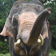 インドゾウ