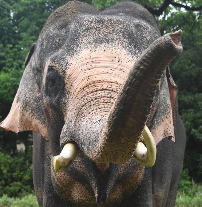 インドゾウ アジアの熱帯林 動物紹介 よこはま動物園ズーラシア公式サイト 公益財団法人 横浜市緑の協会