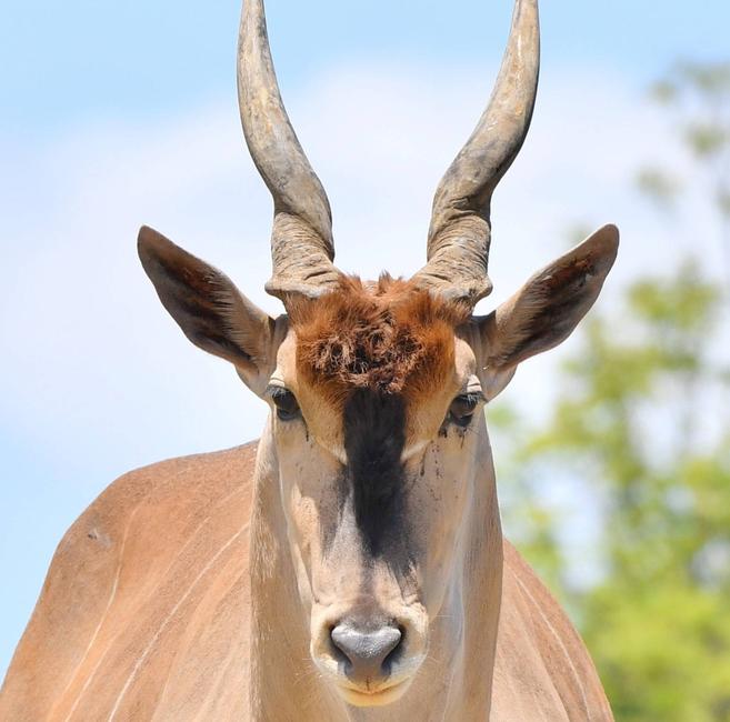 エランド アフリカのサバンナ 動物紹介 よこはま動物園ズーラシア公式サイト 公益財団法人 横浜市緑の協会