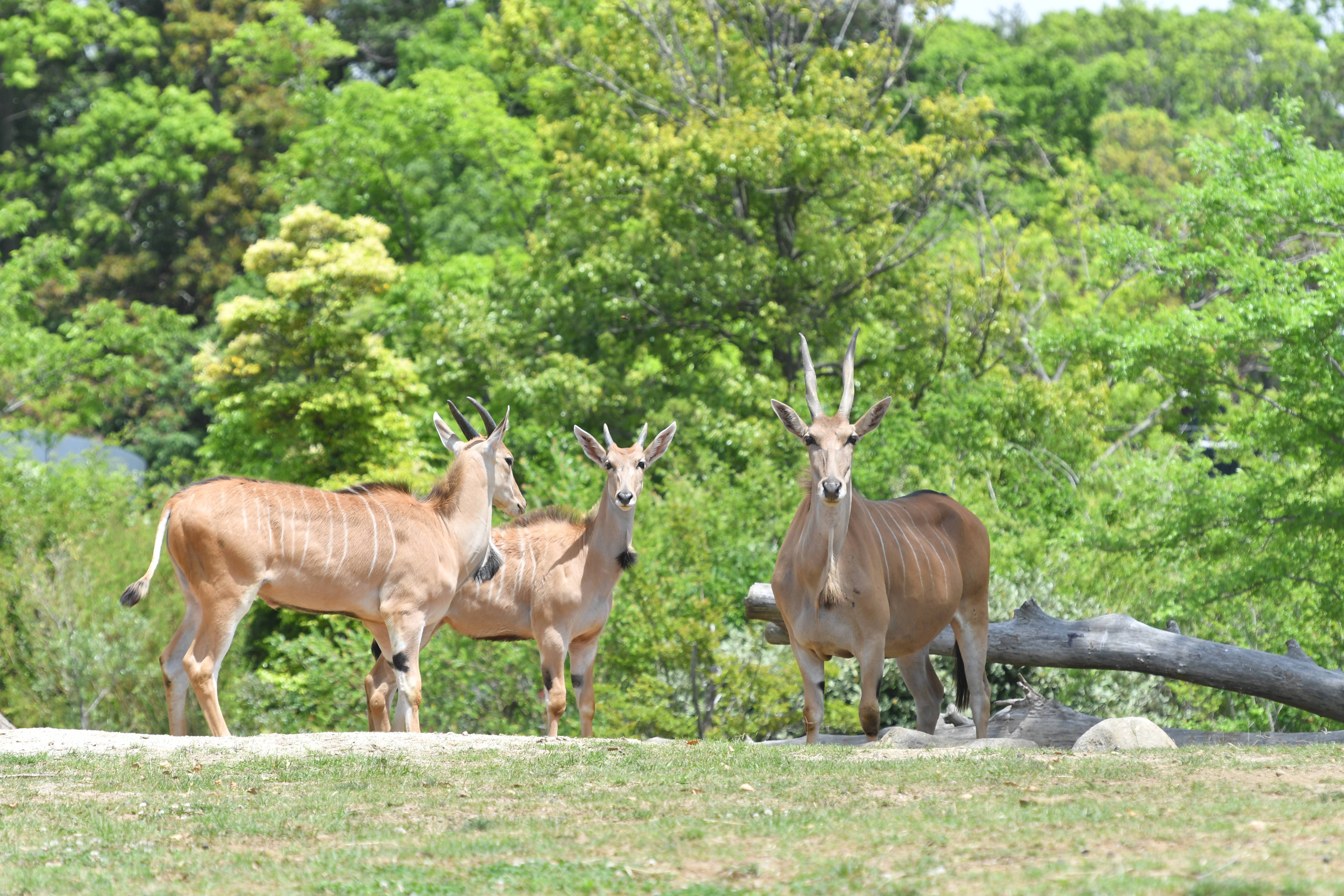 エランド アフリカのサバンナ 動物紹介 よこはま動物園ズーラシア公式サイト 公益財団法人 横浜市緑の協会