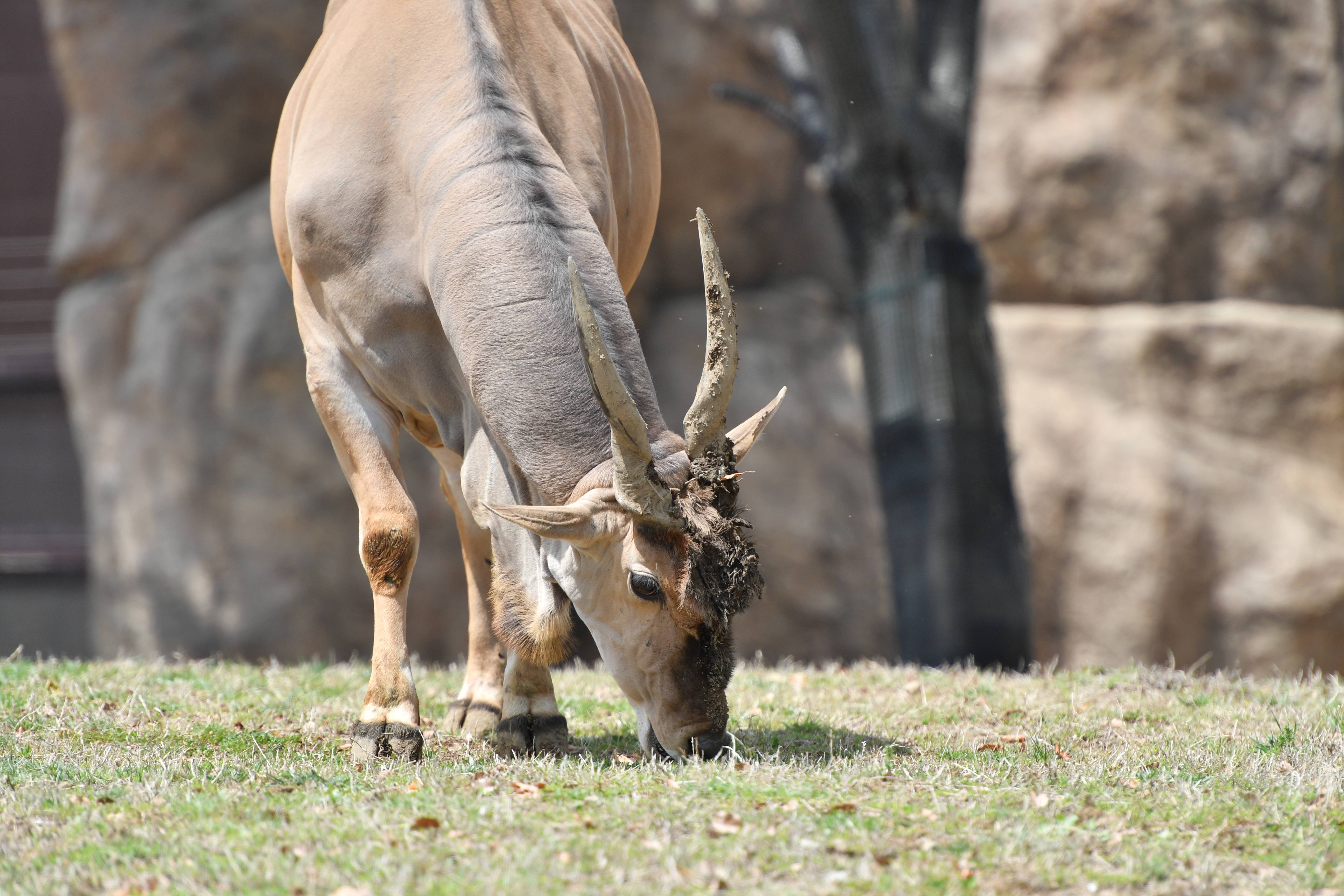 エランド アフリカのサバンナ 動物紹介 よこはま動物園ズーラシア公式サイト 公益財団法人 横浜市緑の協会 エランド アフリカのサバンナ 動物紹介 よこはま動物園ズーラシア公式サイト 公益財団法人 横浜市緑の協会
