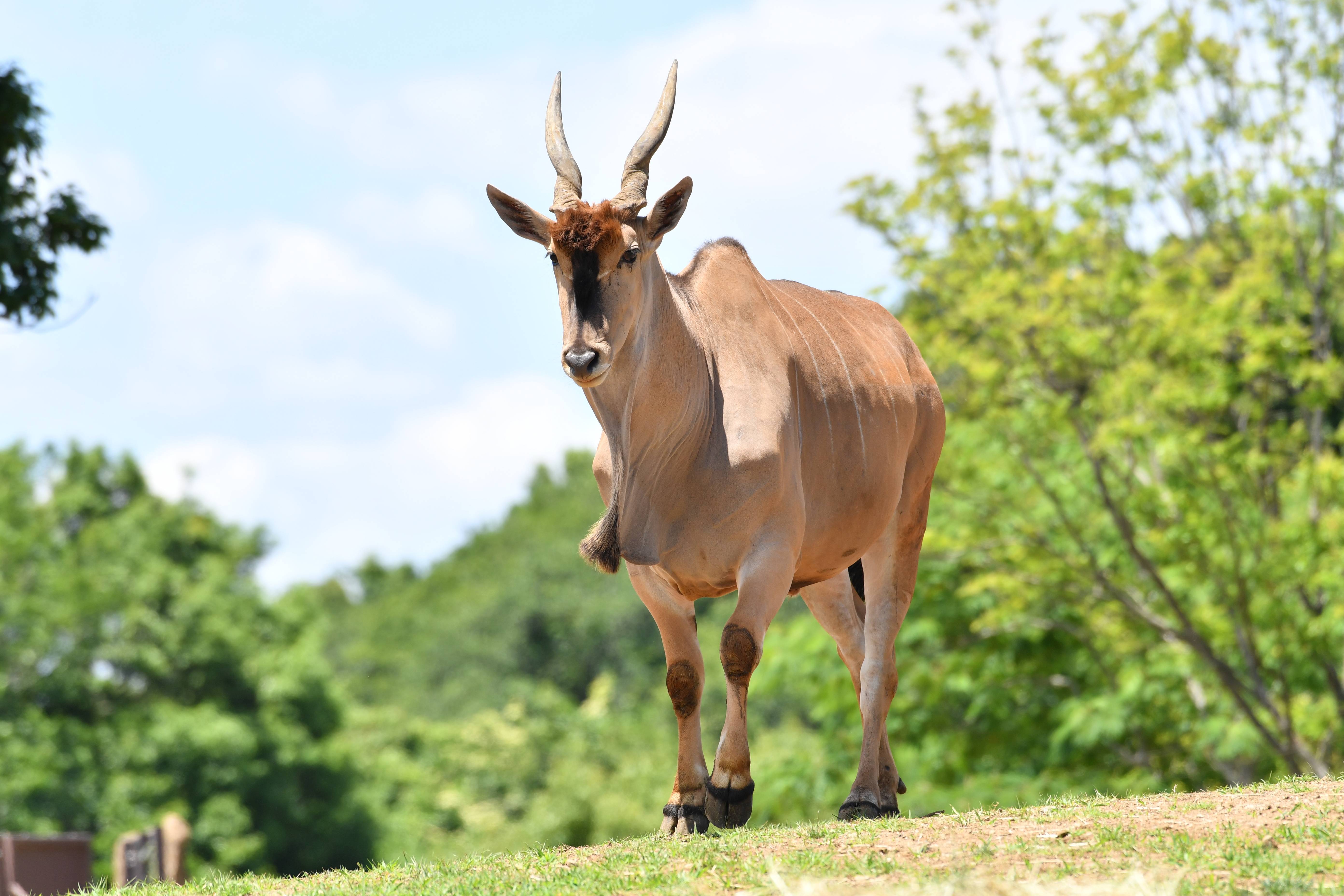 エランド アフリカのサバンナ 動物紹介 よこはま動物園ズーラシア公式サイト 公益財団法人 横浜市緑の協会