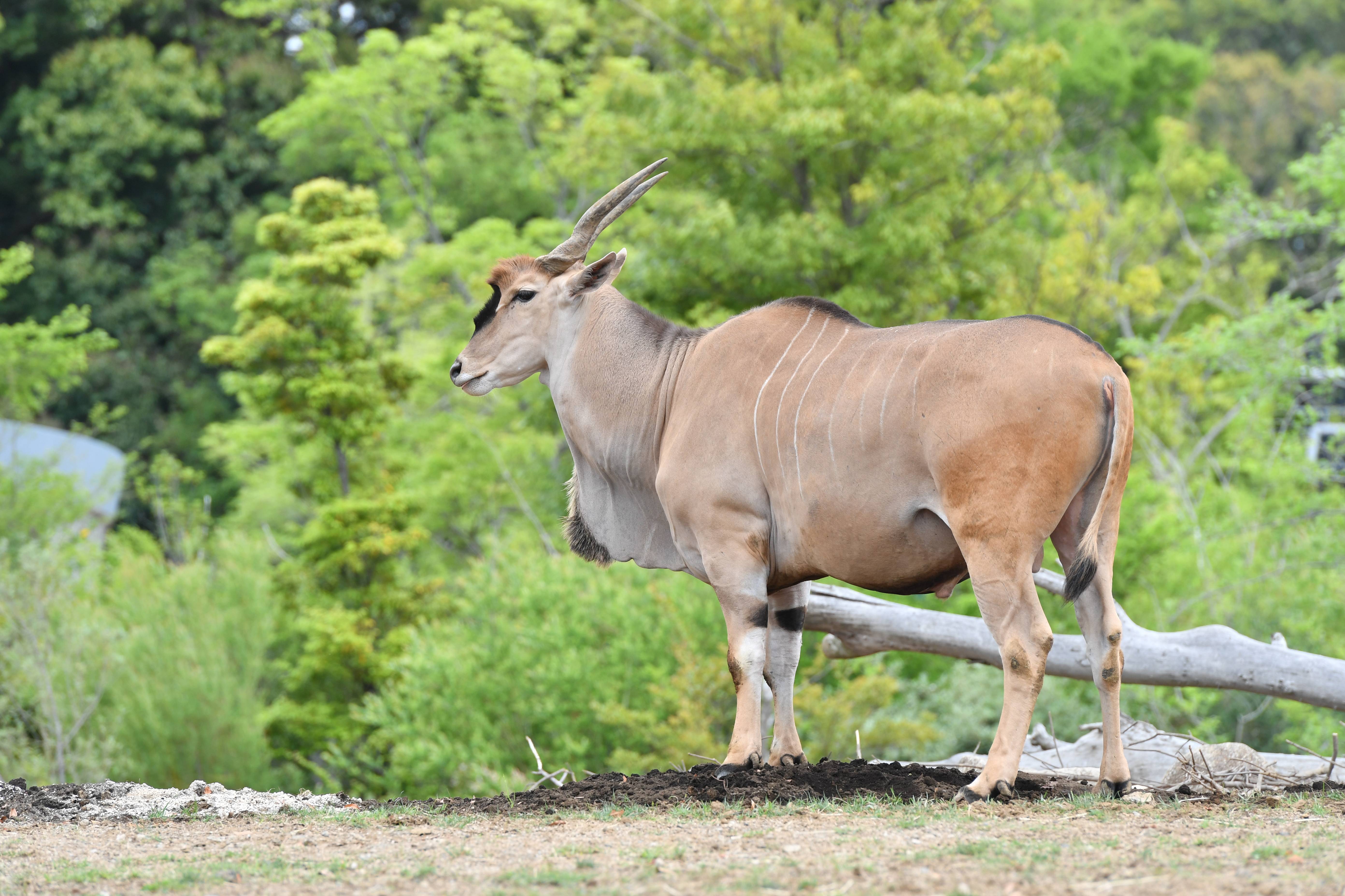 エランド アフリカのサバンナ 動物紹介 よこはま動物園ズーラシア公式サイト 公益財団法人 横浜市緑の協会