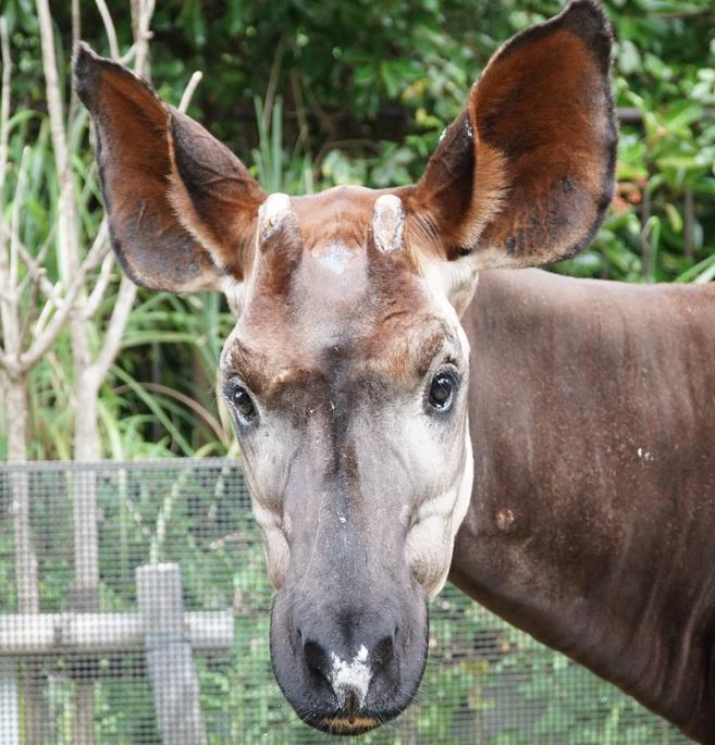オカピ アフリカの熱帯雨林 動物紹介 よこはま動物園ズーラシア公式サイト 公益財団法人 横浜市緑の協会