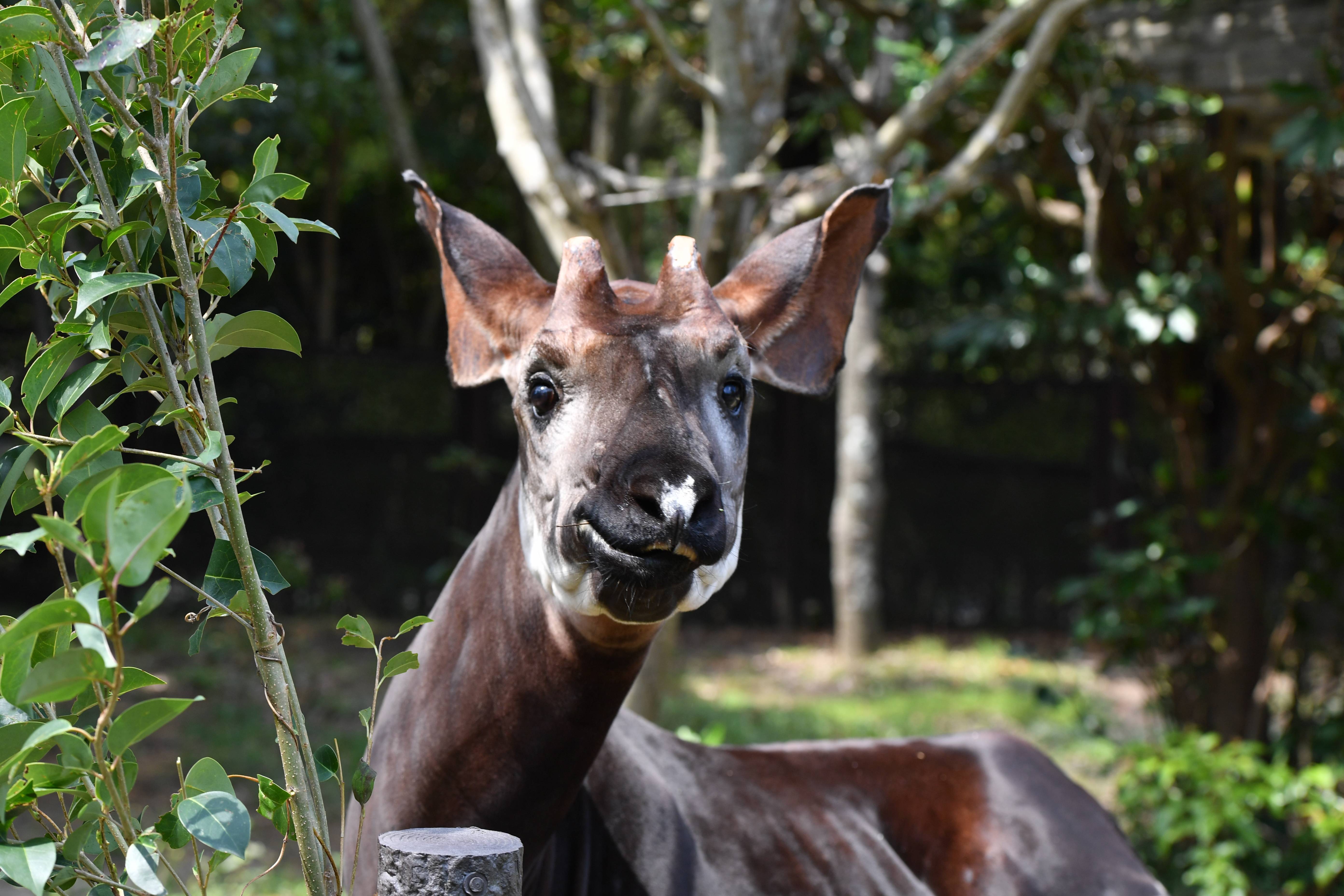 おかぴ オカピ|アフリカの熱帯雨林|動物紹介 よこはま動物園ズーラシア