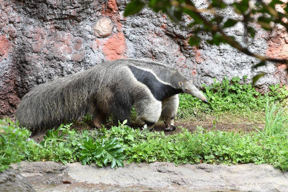 オオアリクイ アマゾンの密林 動物紹介 よこはま動物園ズーラシア公式サイト 公益財団法人 横浜市緑の協会