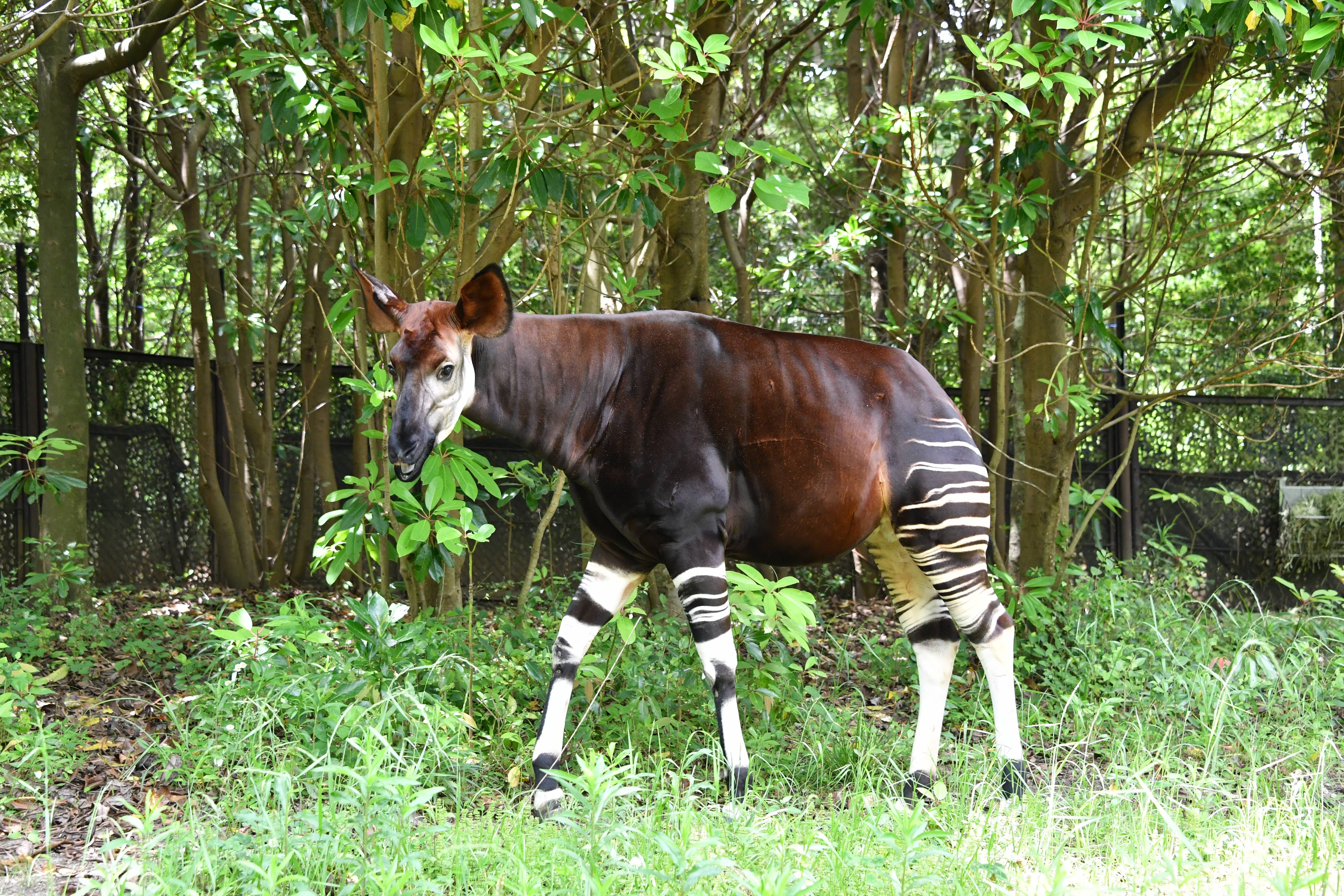 オカピ アフリカの熱帯雨林 動物紹介 よこはま動物園ズーラシア公式サイト 公益財団法人 横浜市緑の協会