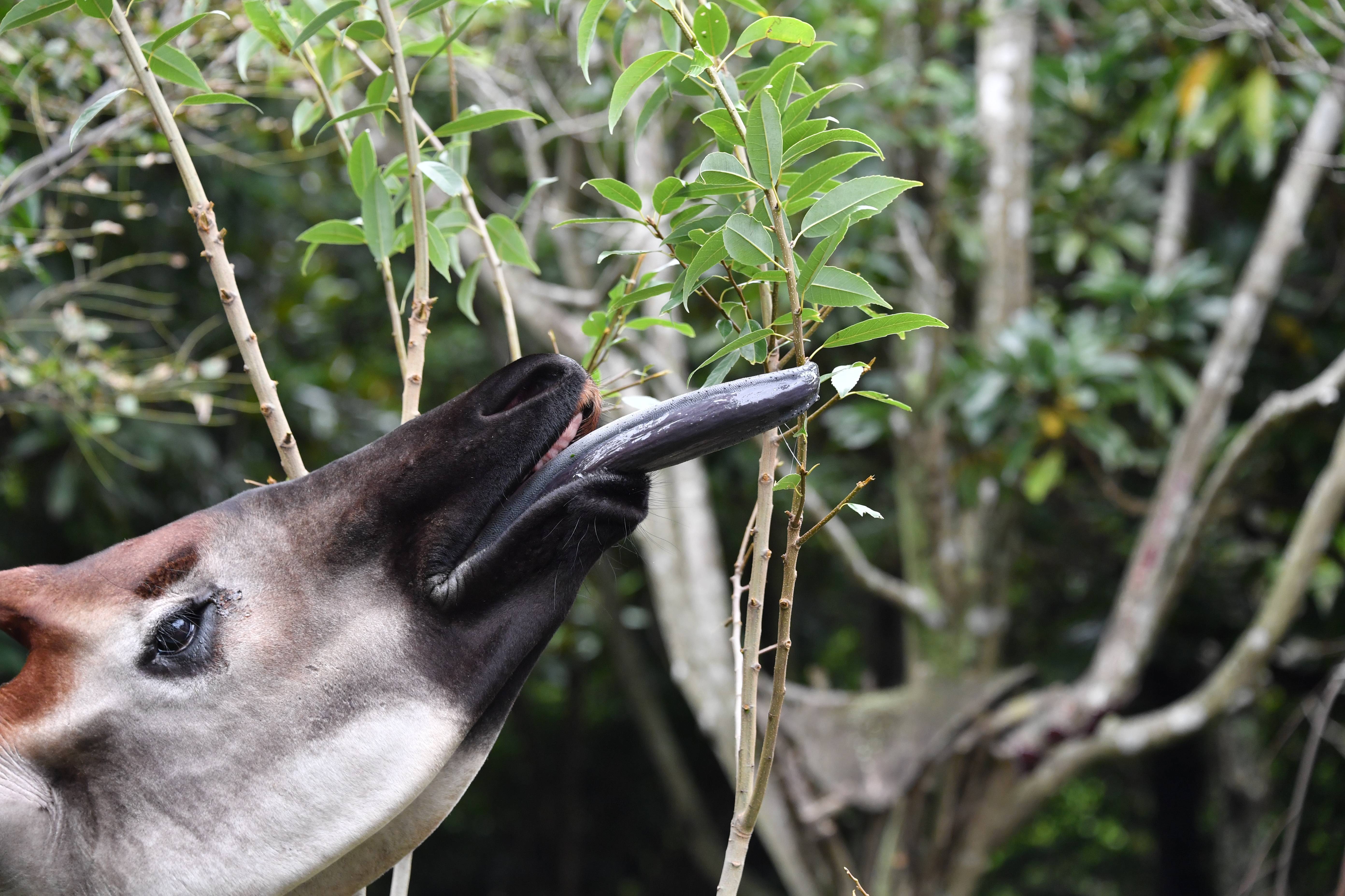 オカピ アフリカの熱帯雨林 動物紹介 よこはま動物園ズーラシア公式サイト 公益財団法人 横浜市緑の協会 オカピ アフリカの熱帯雨林 動物紹介 よこはま動物園ズーラシア公式サイト 公益財団法人 横浜市緑の協会