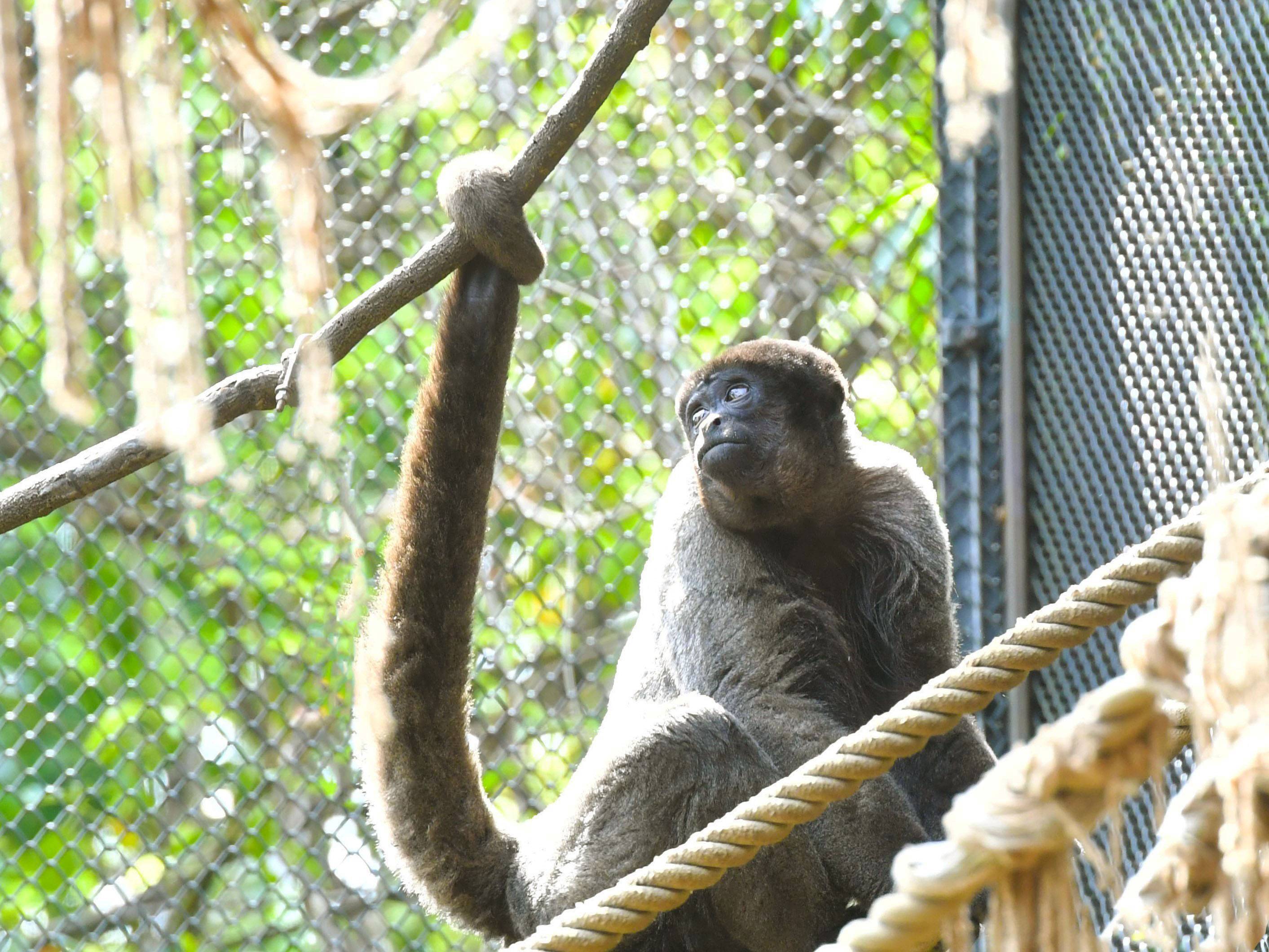 ウーリーモンキー アマゾンの密林 動物紹介 よこはま動物園ズーラシア公式サイト 公益財団法人 横浜市緑の協会 ウーリーモンキー アマゾンの密林 動物紹介 よこはま動物園ズーラシア公式サイト 公益財団法人 横浜市緑の協会