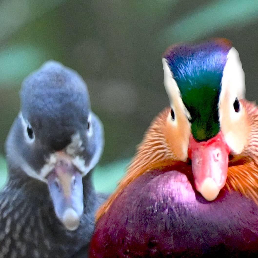 e195bda6b1431ad54bb8f7d10fd9f0