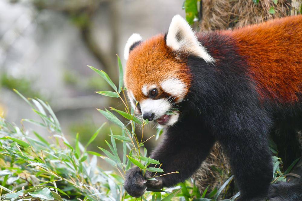 レッサーパンダ 亜寒帯の森 動物紹介 よこはま動物園ズーラシア公式サイト 公益財団法人 横浜市緑の協会