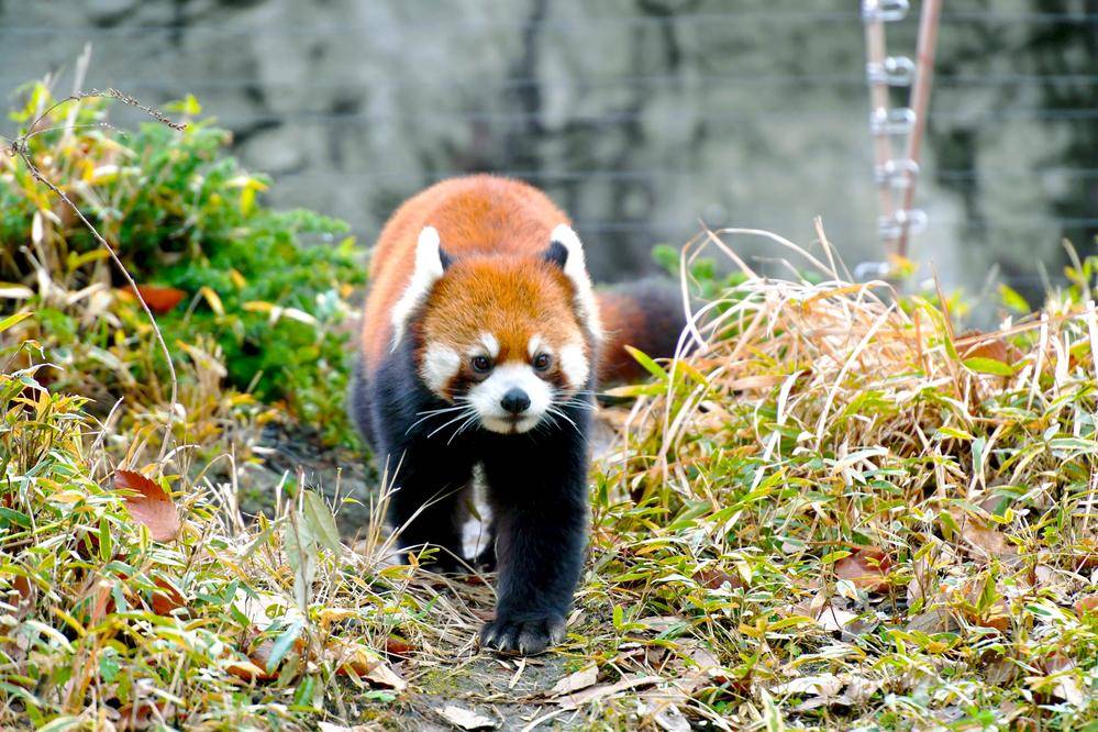 レッサーパンダ 亜寒帯の森 動物紹介 よこはま動物園ズーラシア公式サイト 公益財団法人 横浜市緑の協会