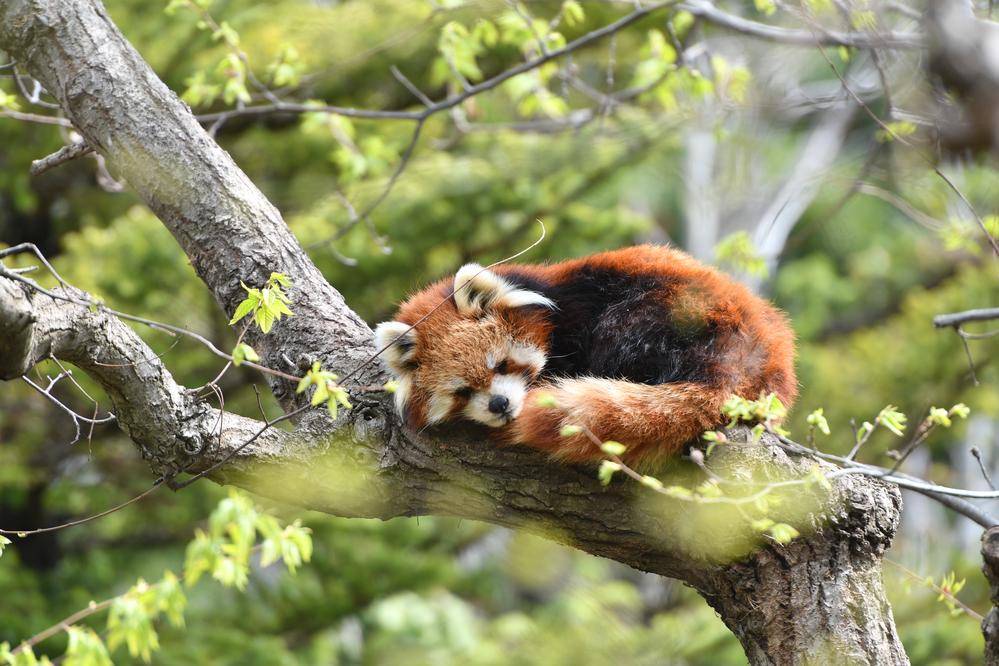 レッサーパンダ 亜寒帯の森 動物紹介 よこはま動物園ズーラシア公式サイト 公益財団法人 横浜市緑の協会