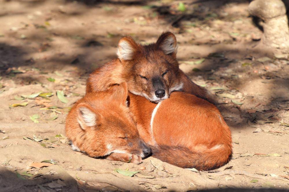 ドール 中央アジアの高地 動物紹介 よこはま動物園ズーラシア公式サイト 公益財団法人 横浜市緑の協会 ドール 中央アジアの高地 動物紹介 よこはま動物園ズーラシア公式サイト 公益財団法人 横浜市緑の協会