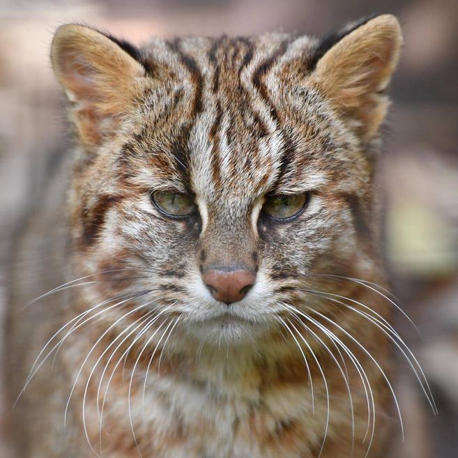 ツシマヤマネコ 日本の山里 動物紹介 よこはま動物園ズーラシア公式サイト 公益財団法人 横浜市緑の協会